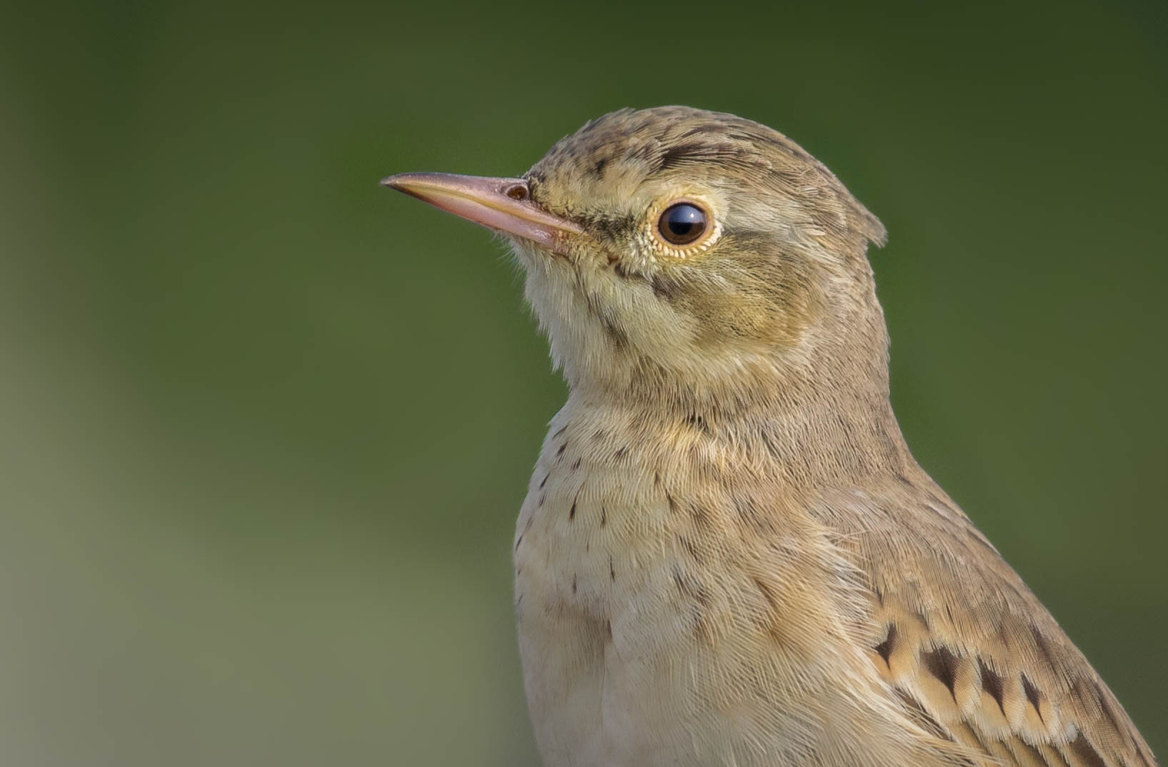 Too close... Tawny pipit