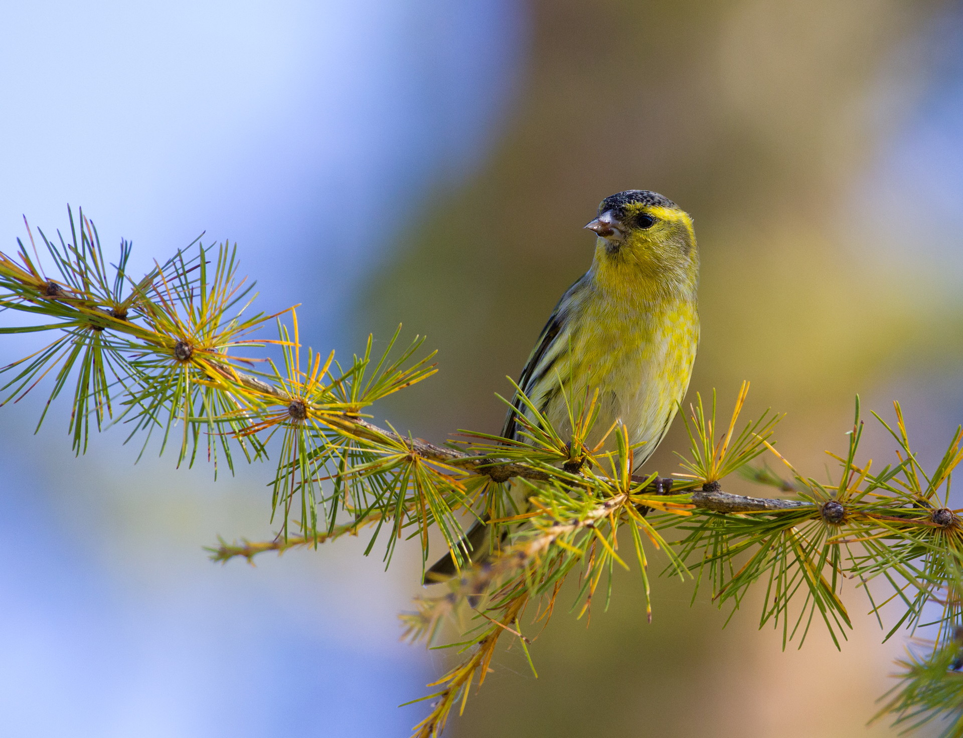 siskin