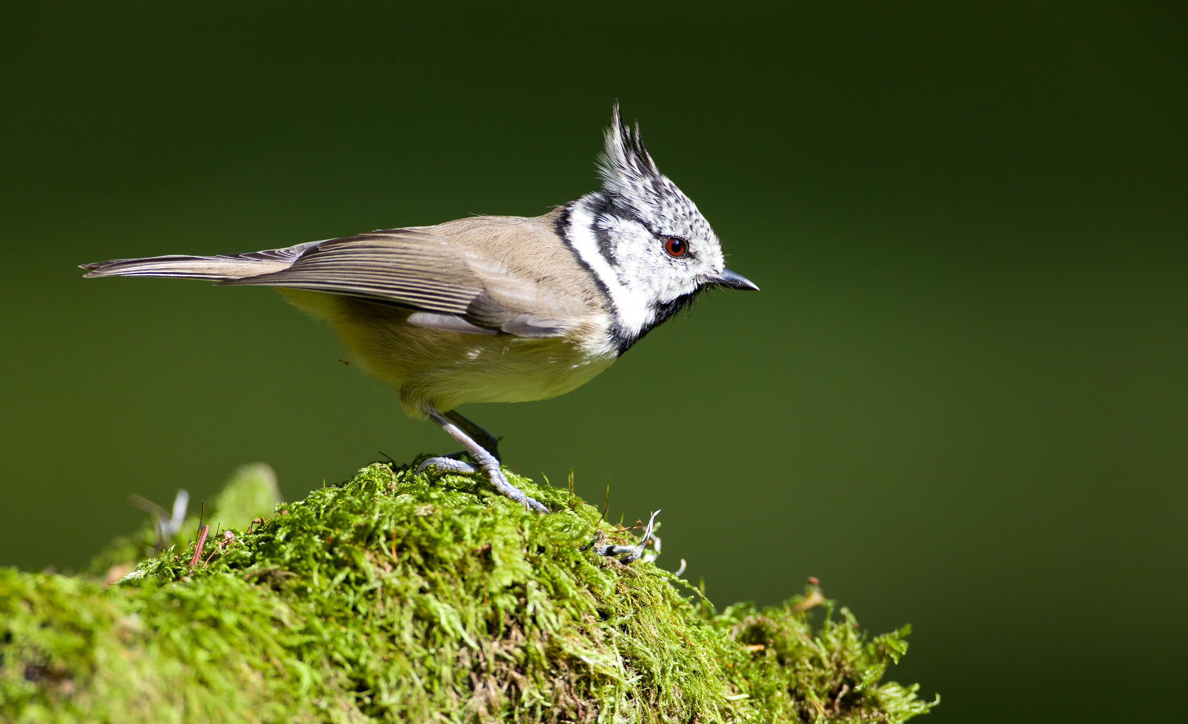 titmouse