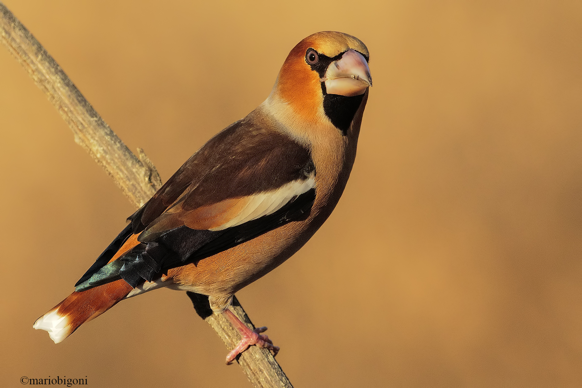 Grosbeak