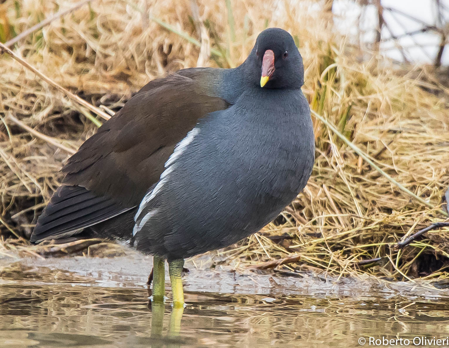 Gallinella D'acqua.....