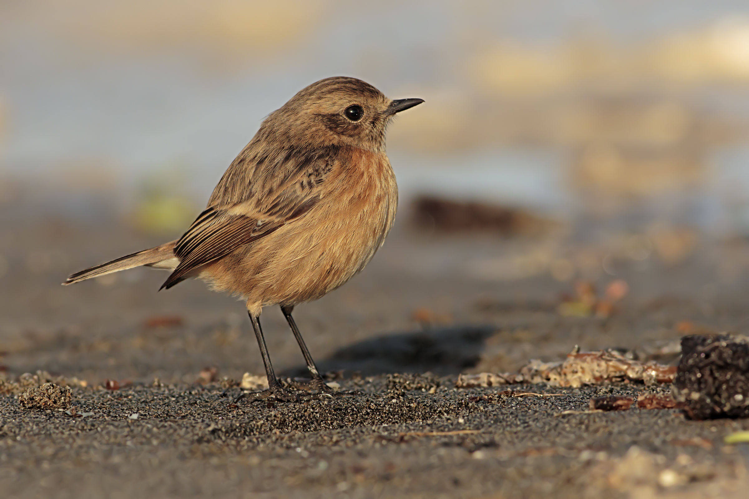 Stonechat female