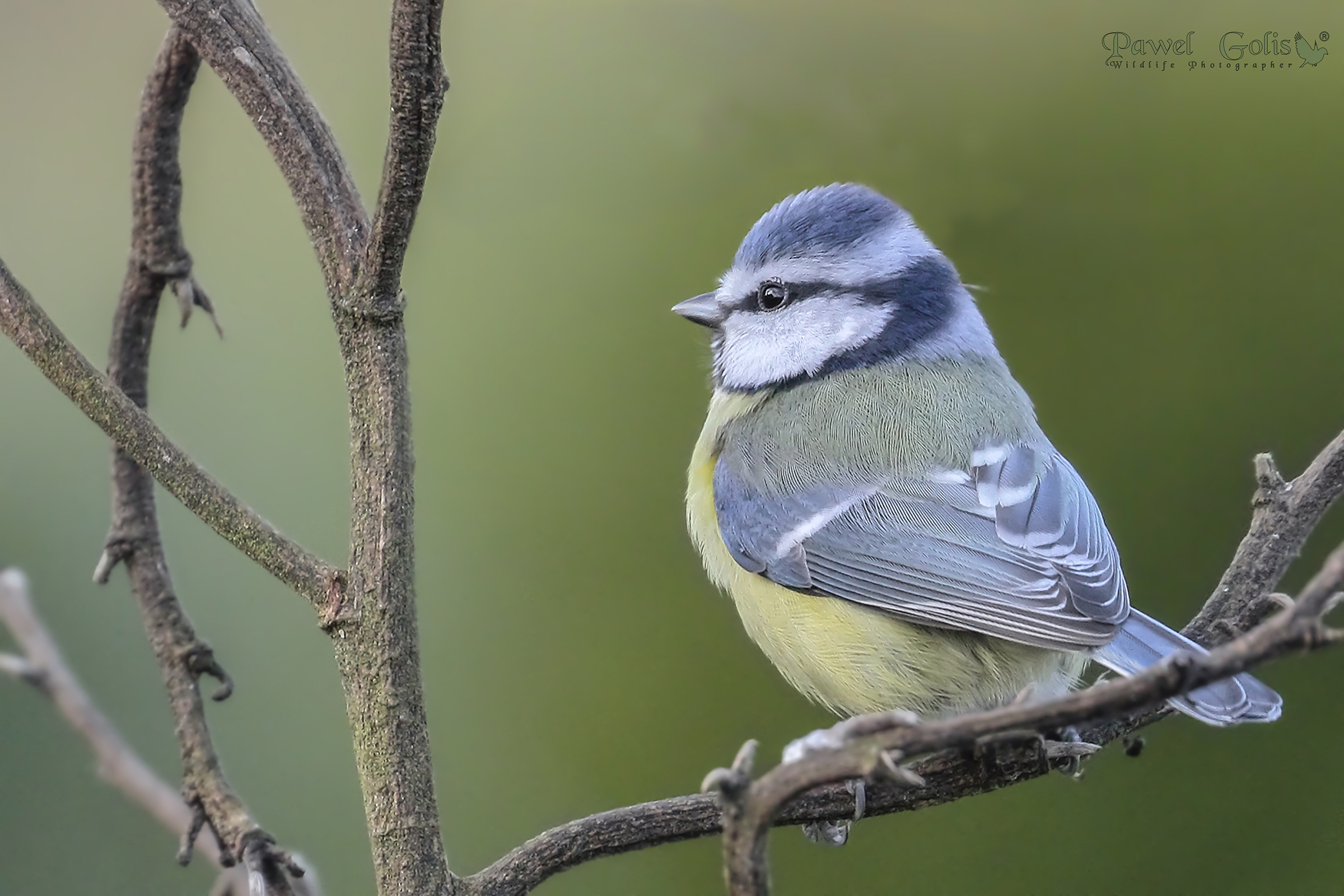 Blue Tit