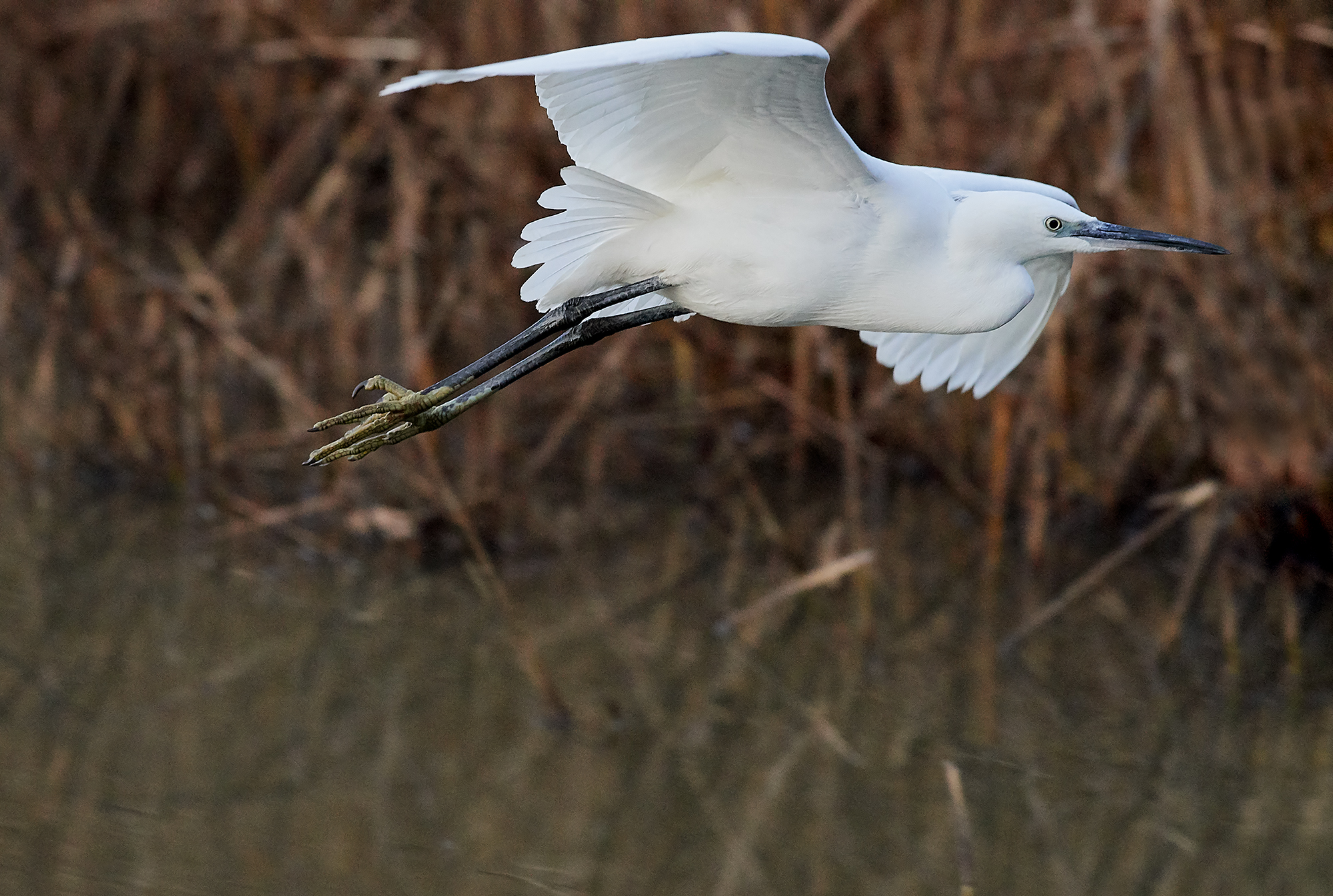 Egret