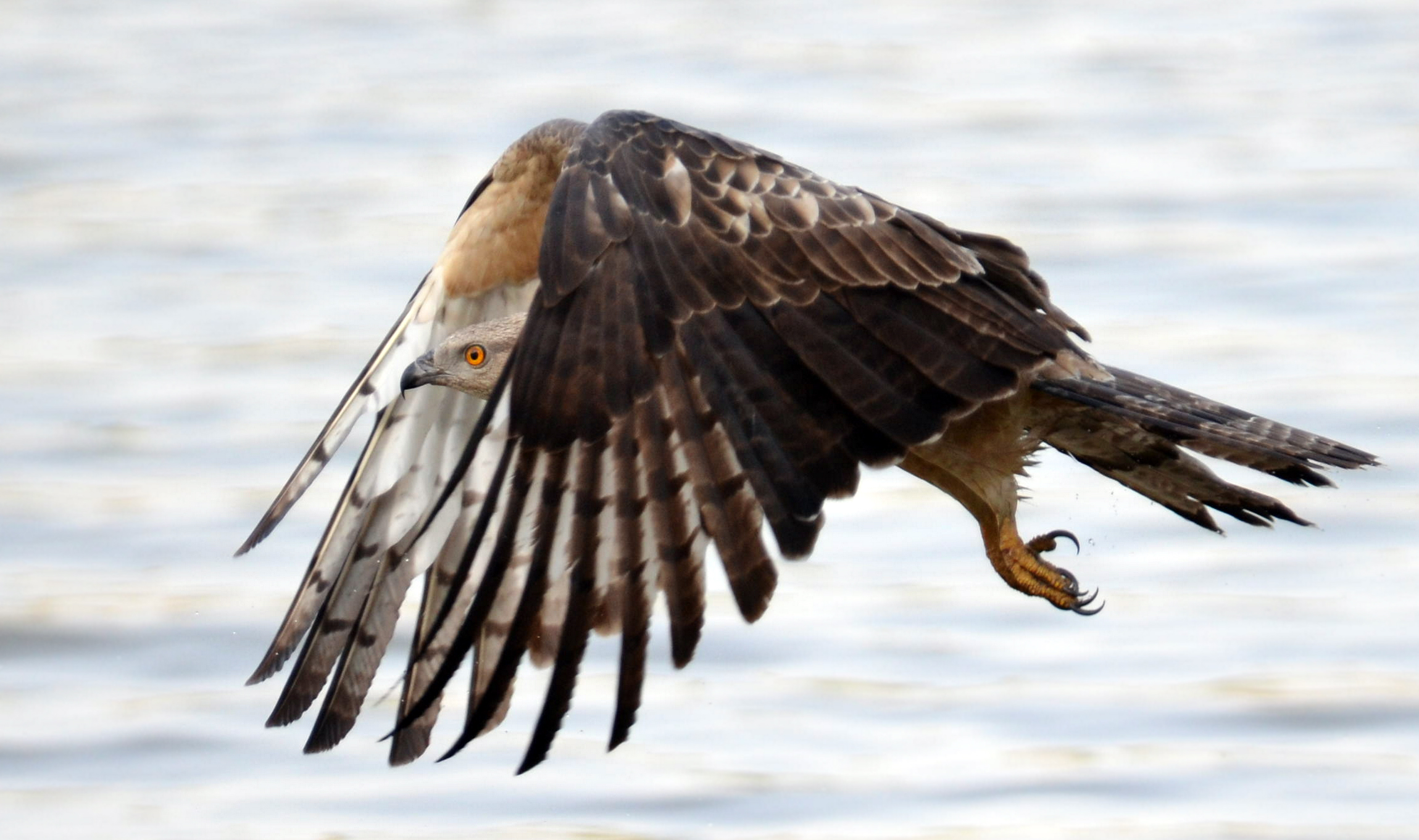 Oriental Honey-buzzard
