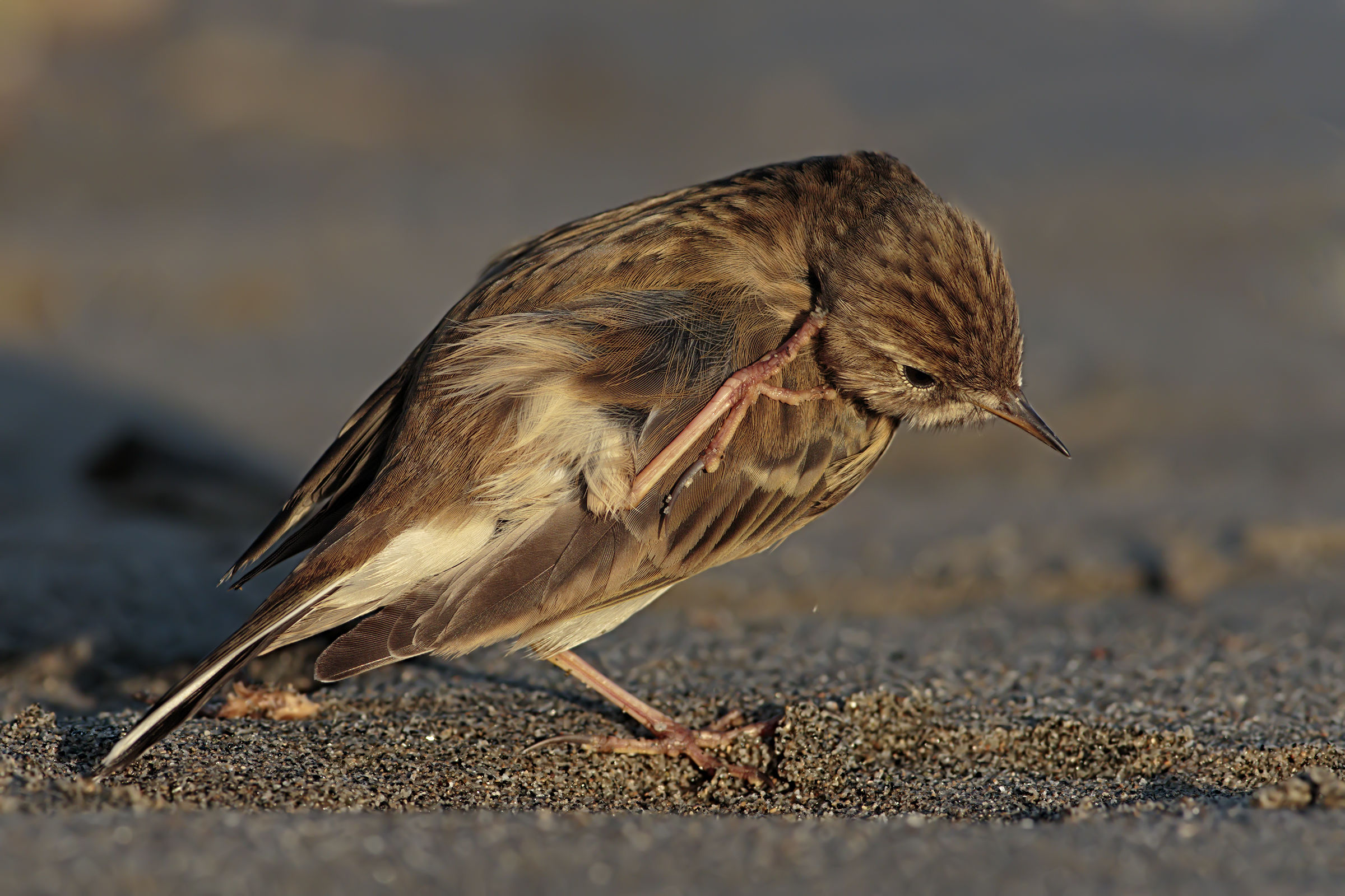 The cleaning of the Pispola