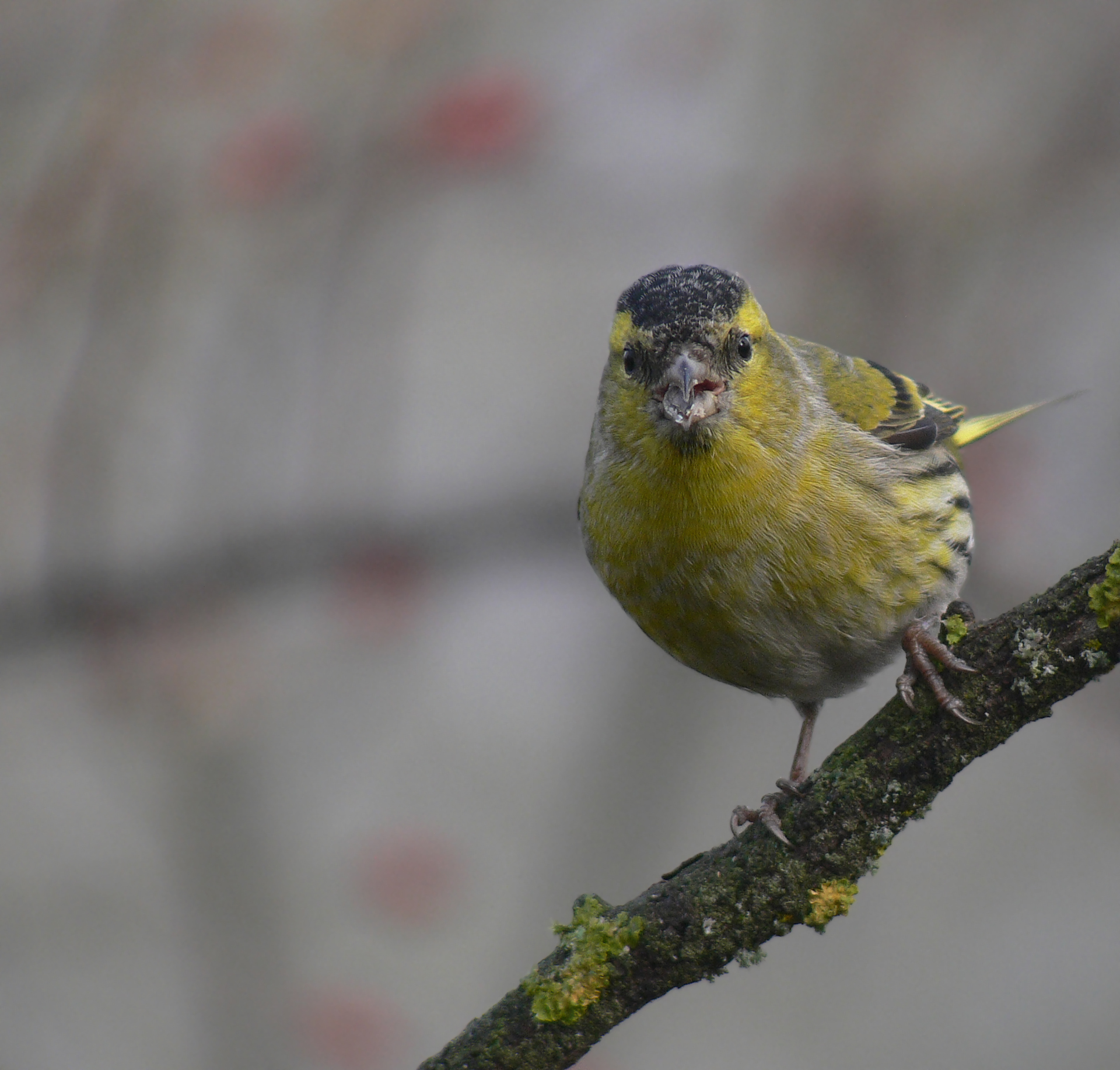Siskin