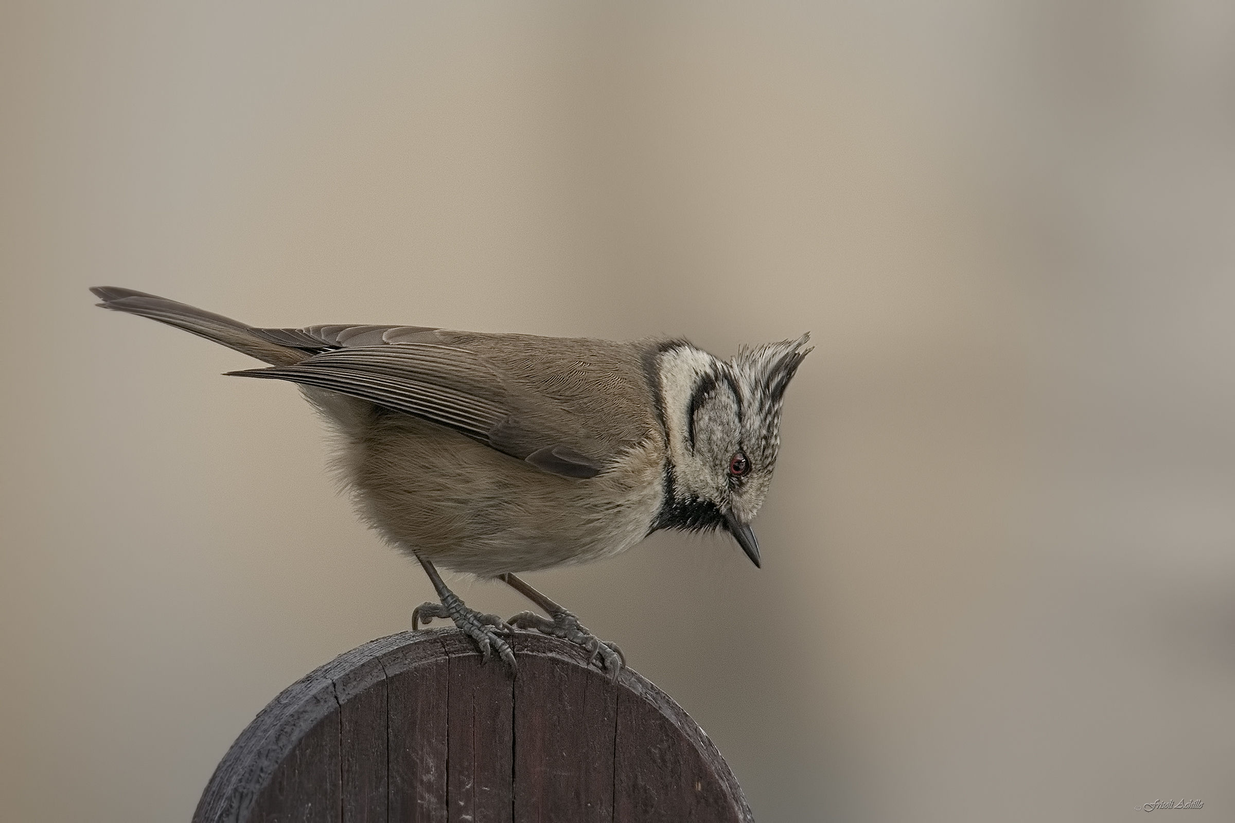 titmouse