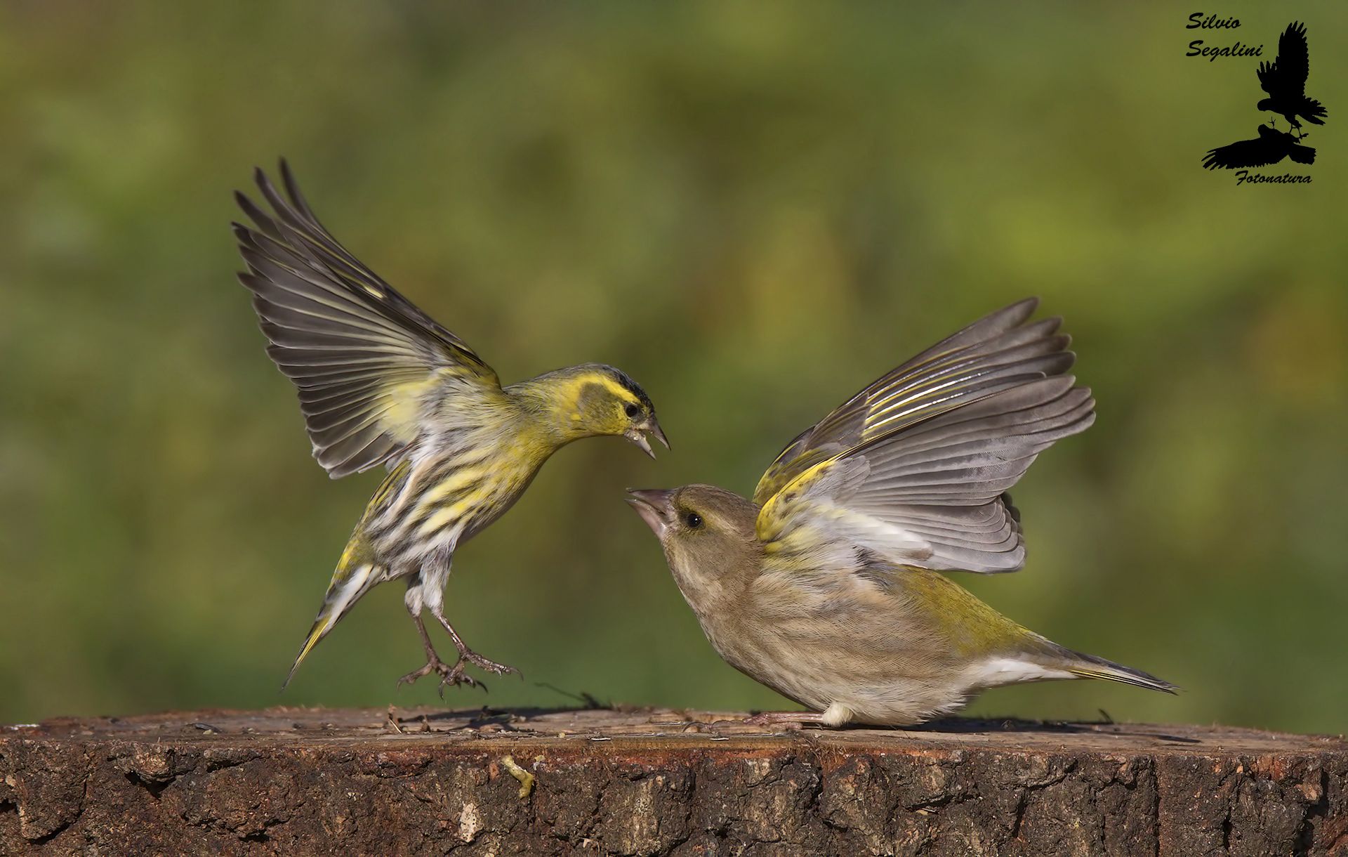 verdone vs lucherino