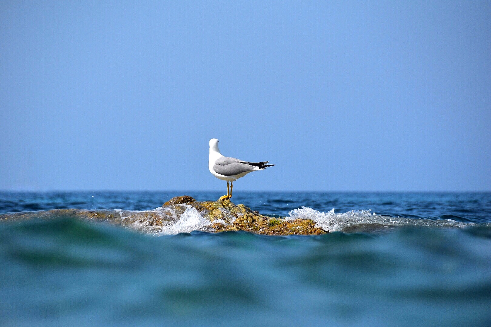 Seagull