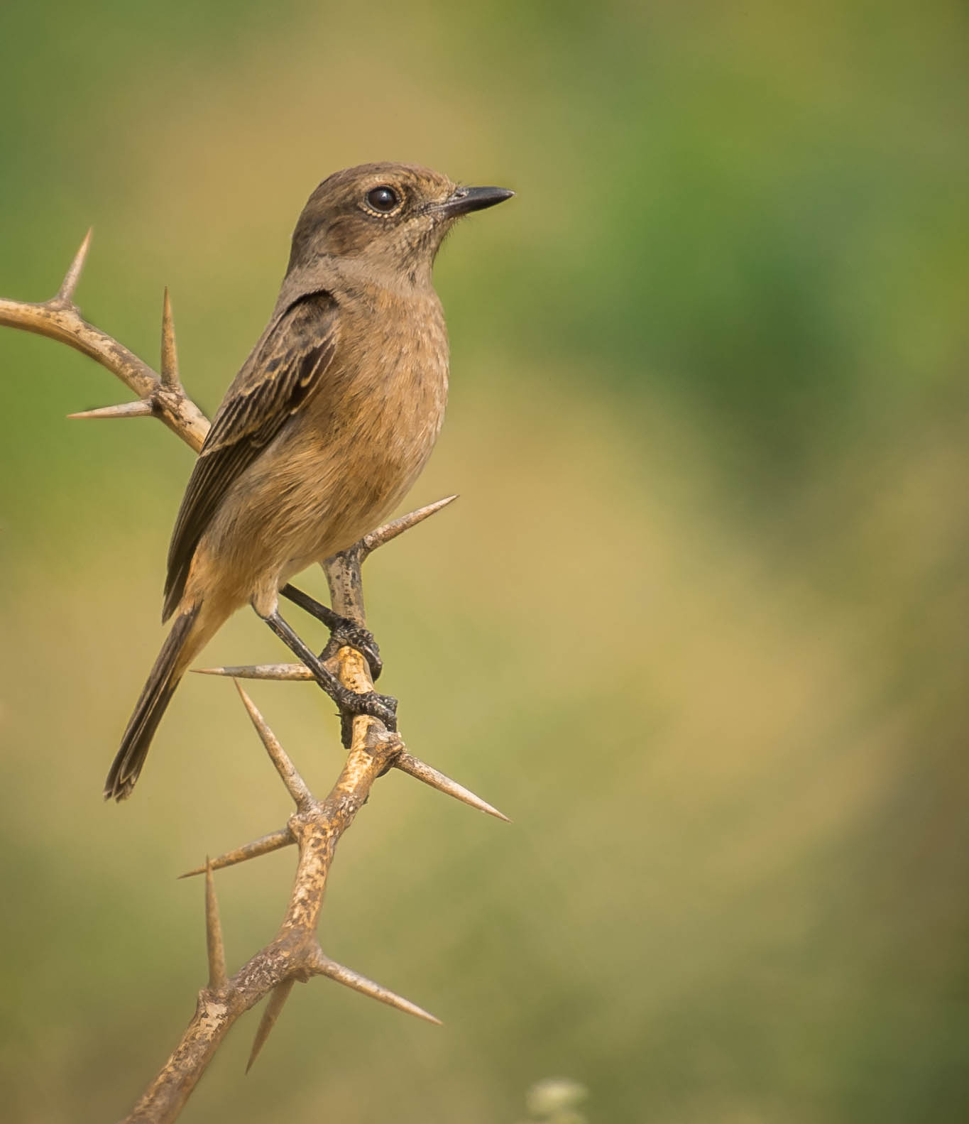 Pied bushchat female