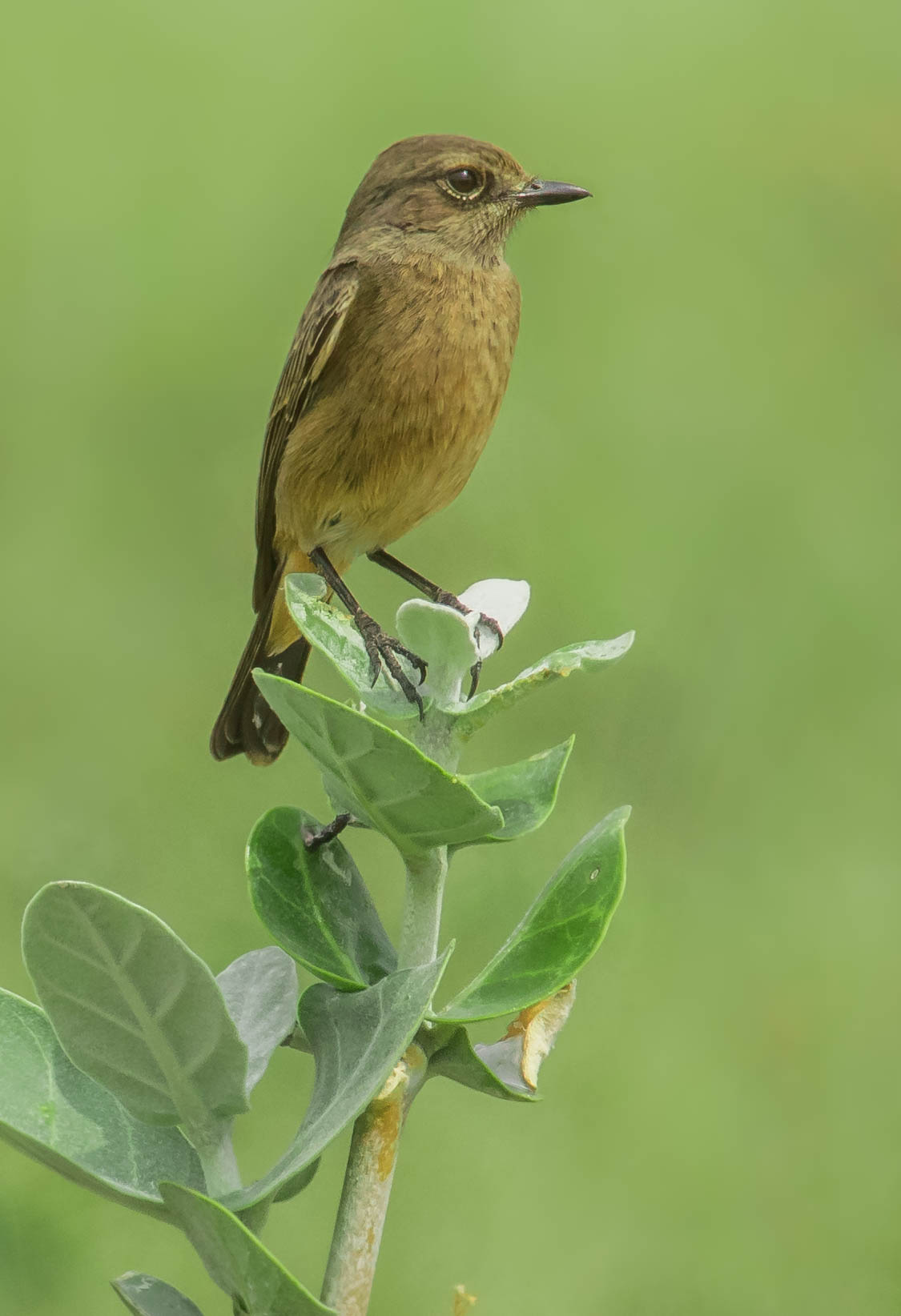 Pied bushchat female
