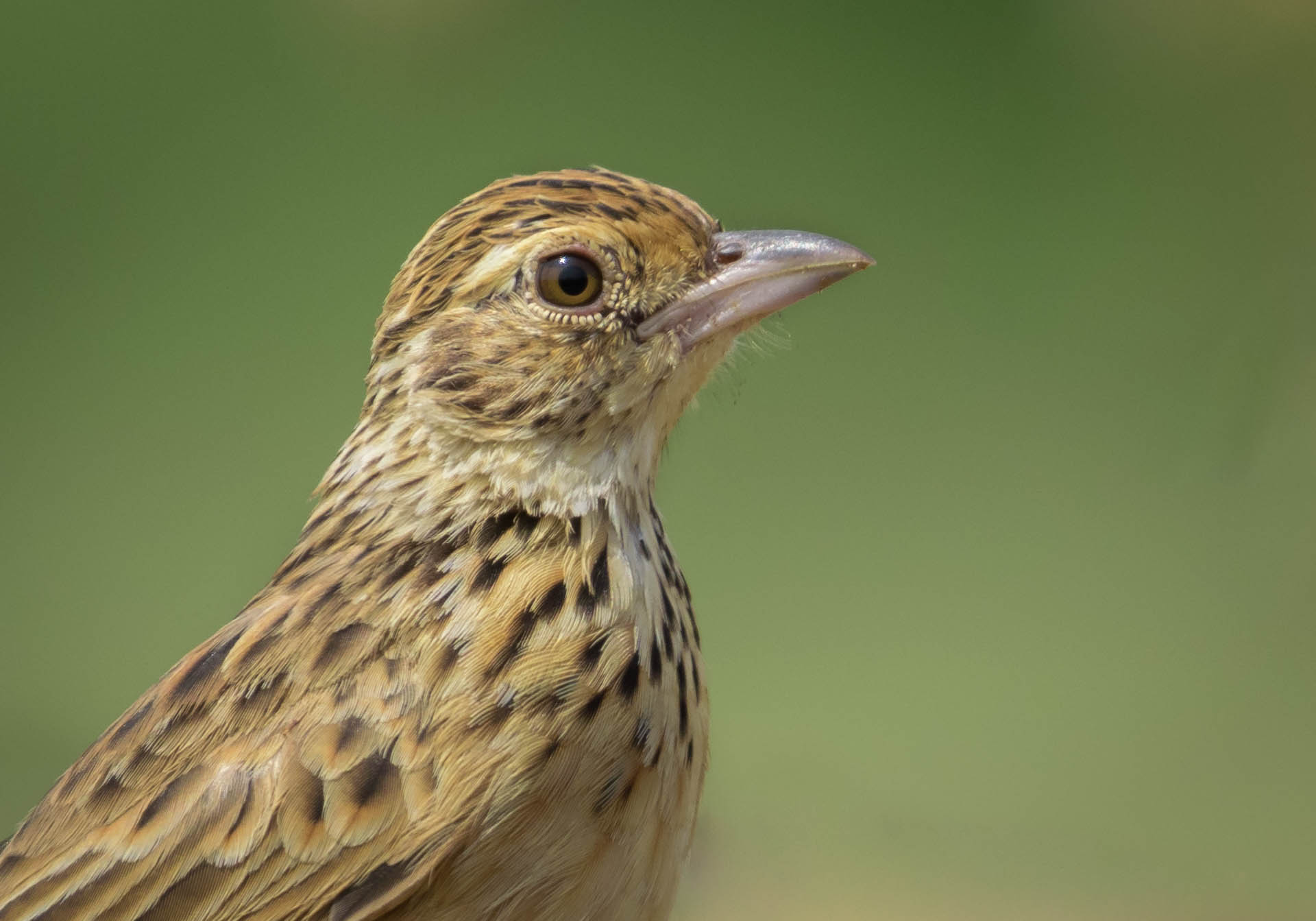 Jerdan's bush lark