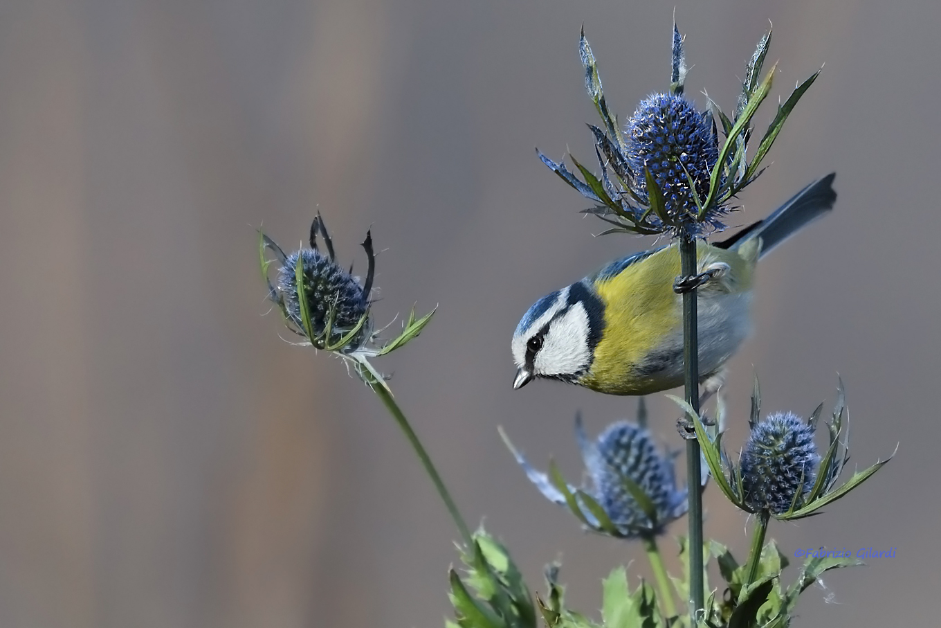 Tit ... tightrope ...!