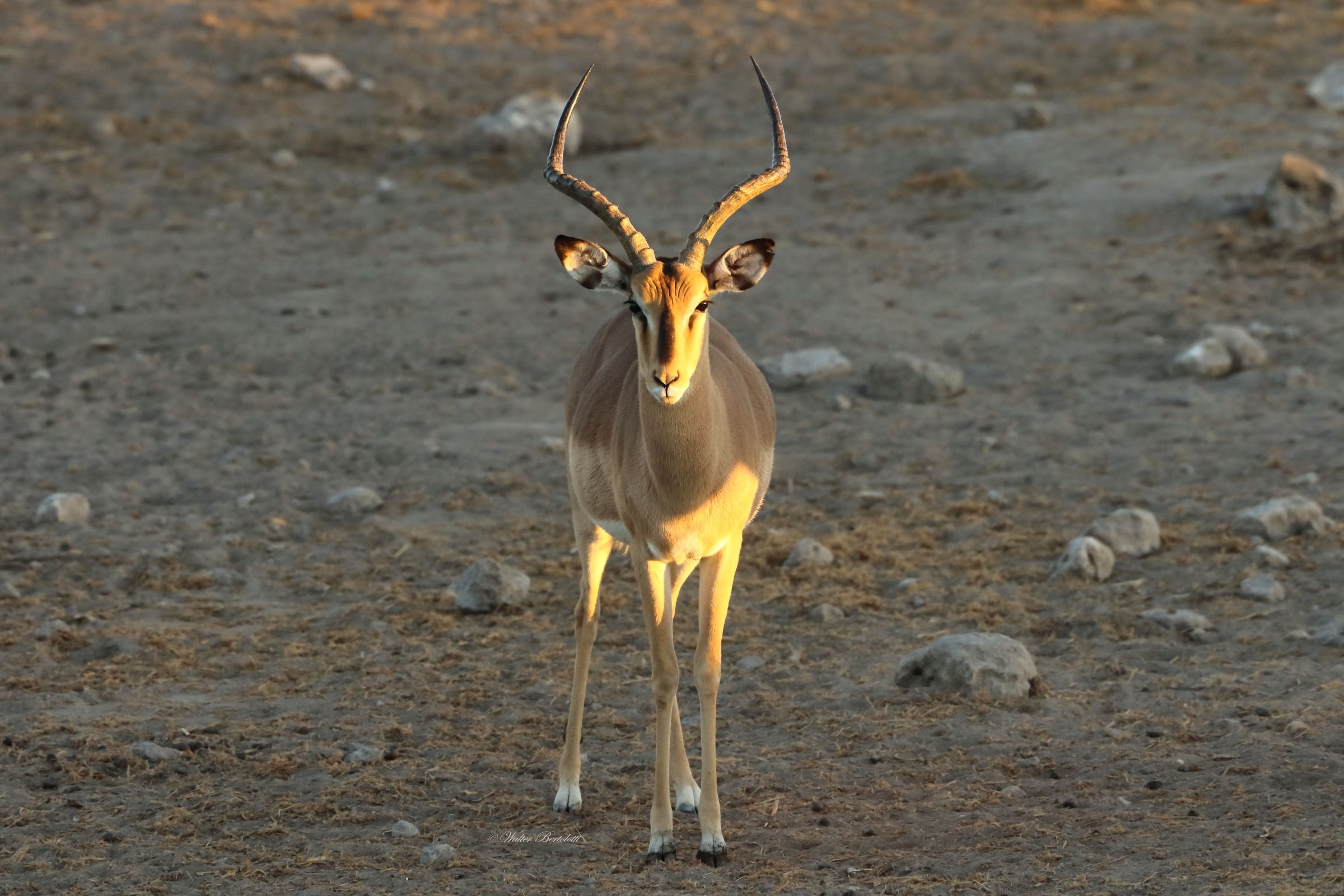 Black faced Impala