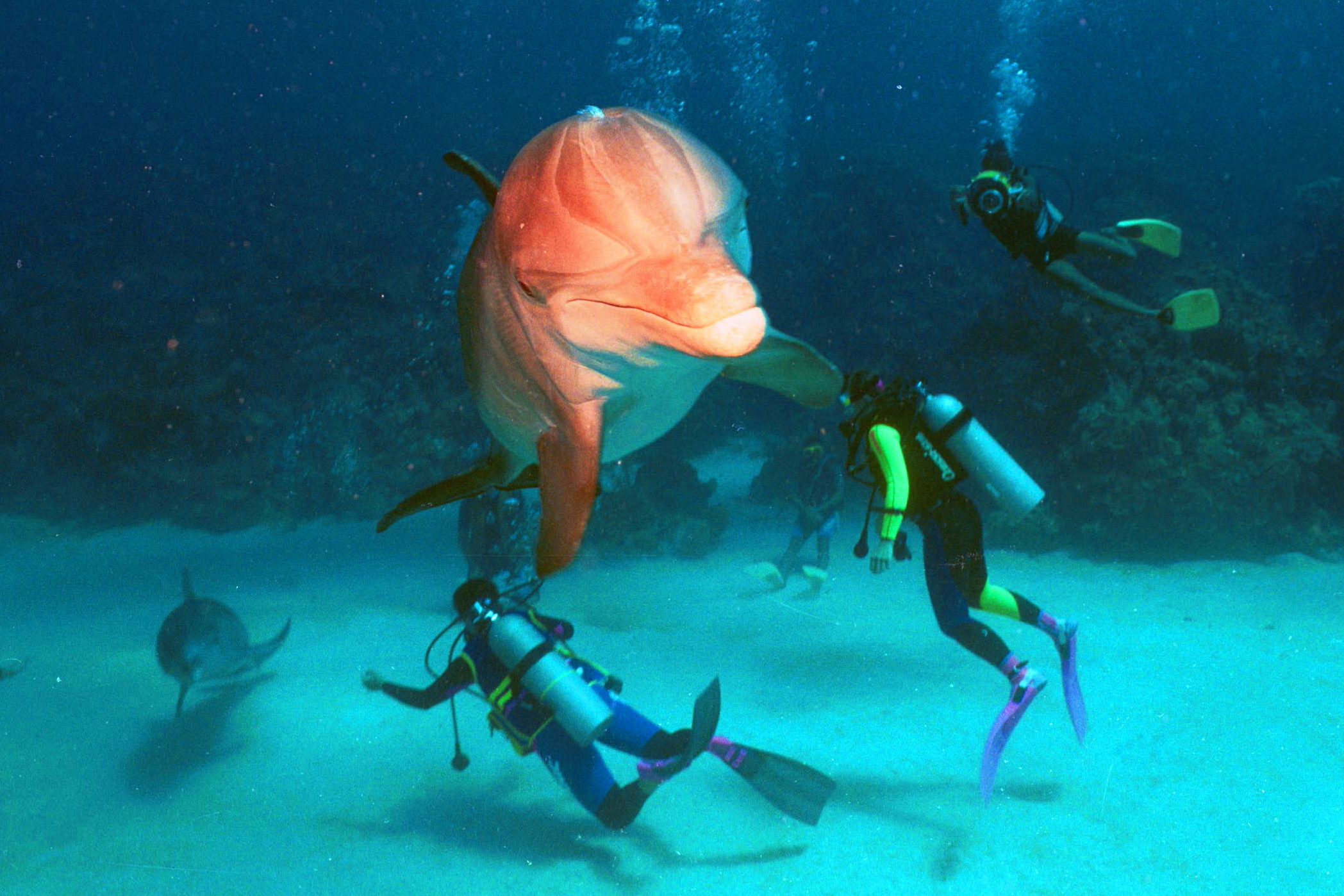 Delfino curioso, Islas de Roatan