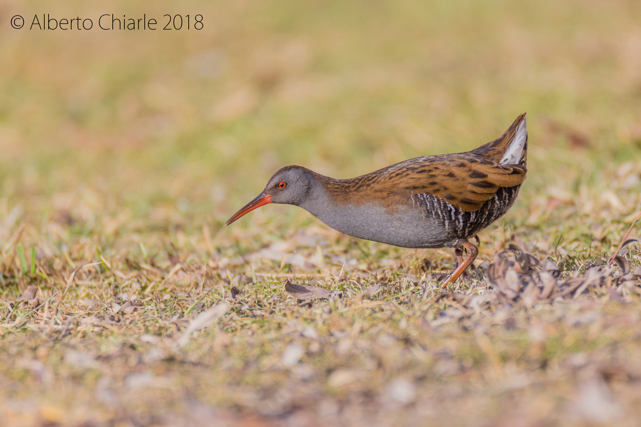 Water Rail