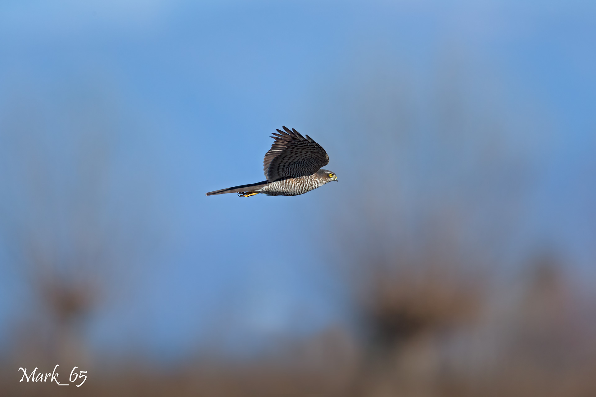 sparrowhawk