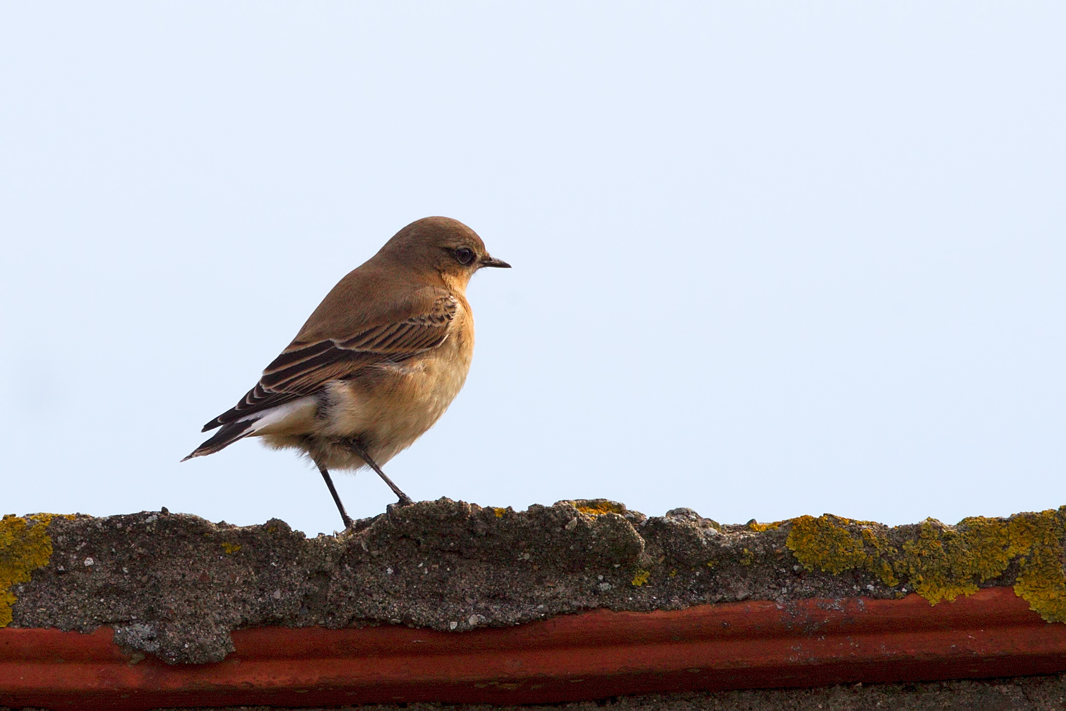 culbianco  zeffirophoto