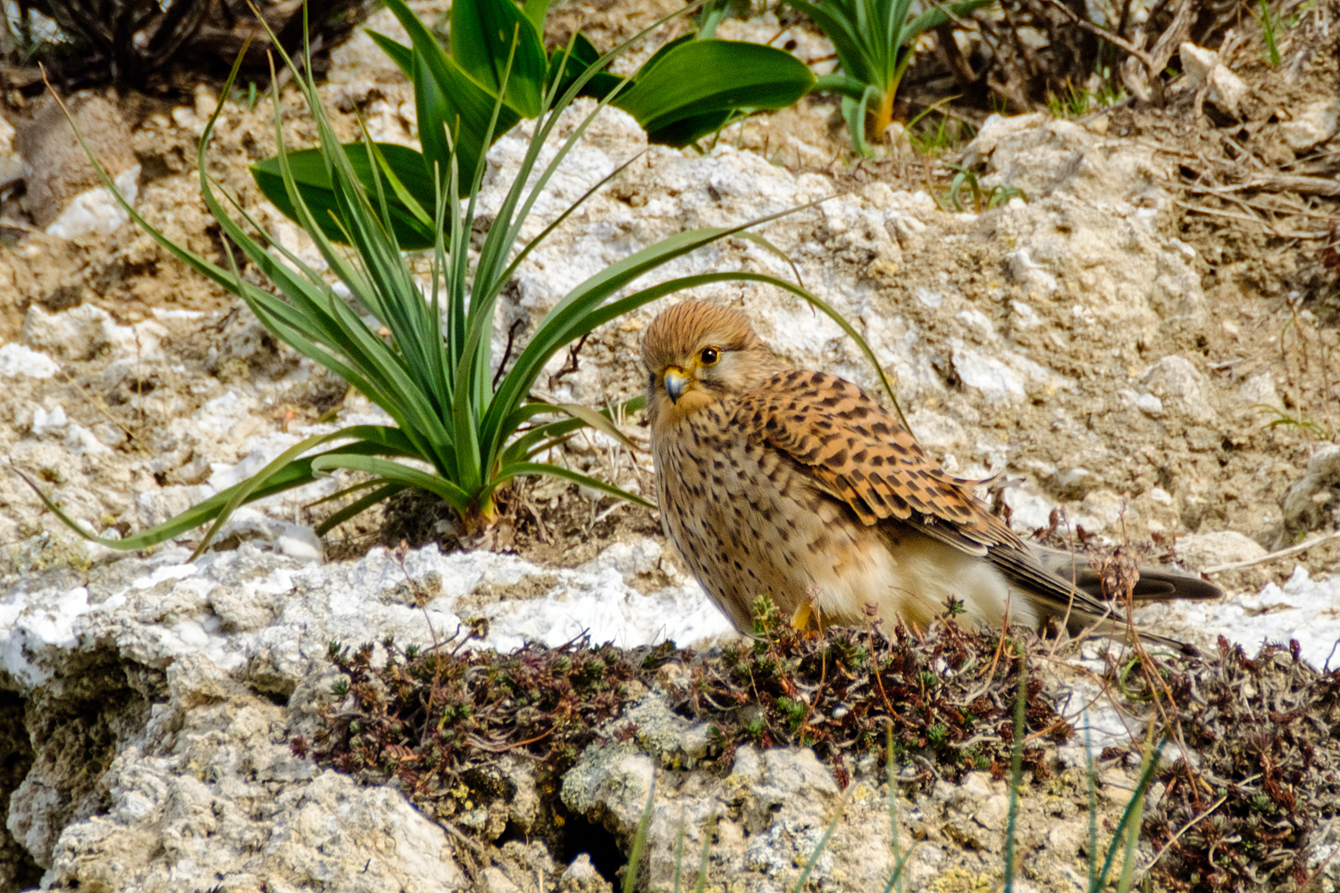 Kestrel in the sun.