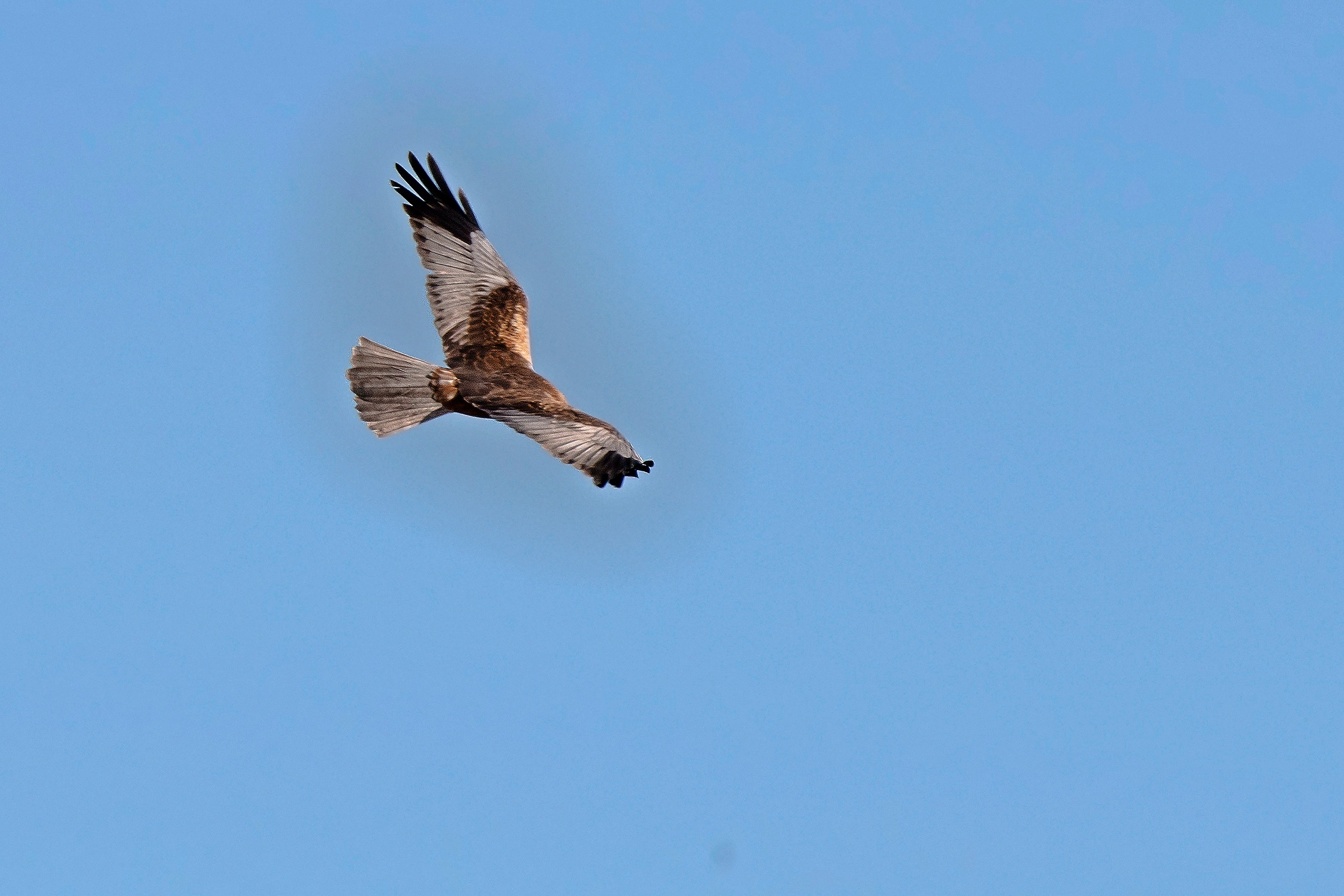 Falco di Palude maschio