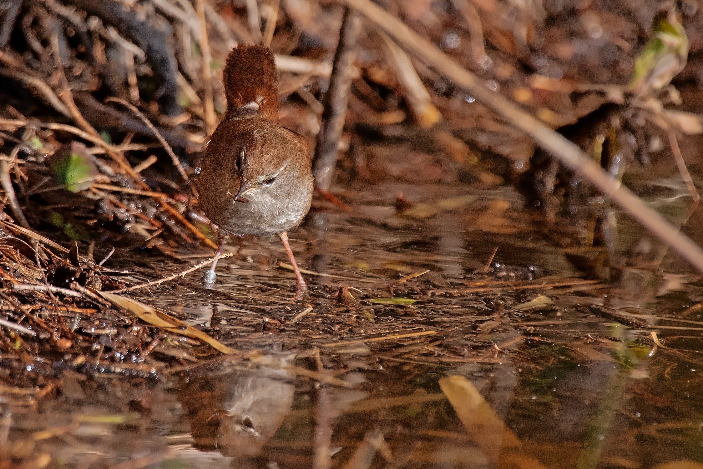 La preda dell'Usignolo di Fiume