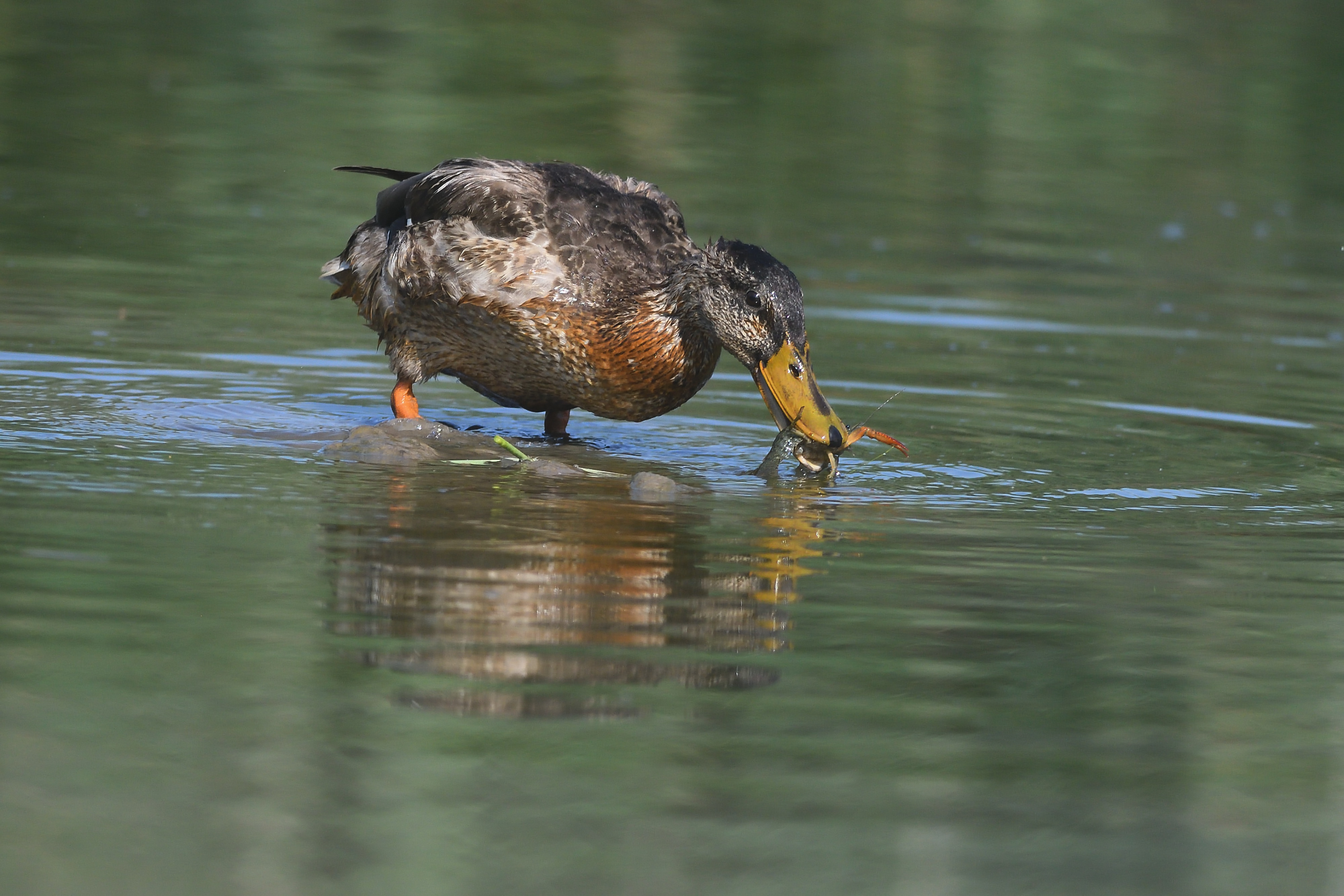 Female of mallard with shrimp
