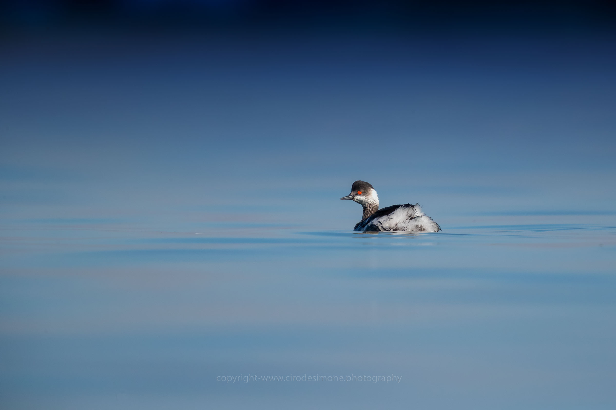Small grebe