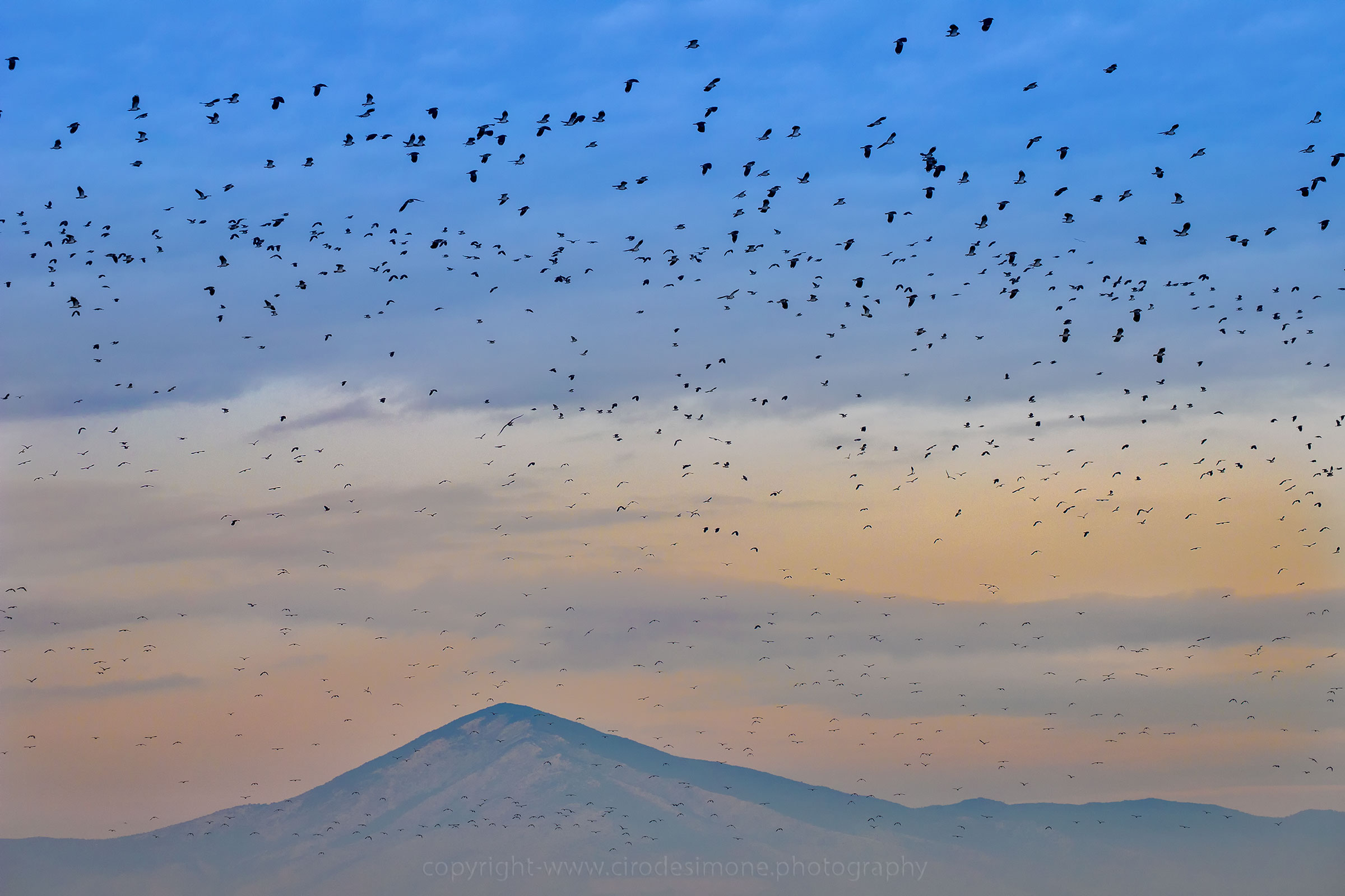 Landscape with lapwing