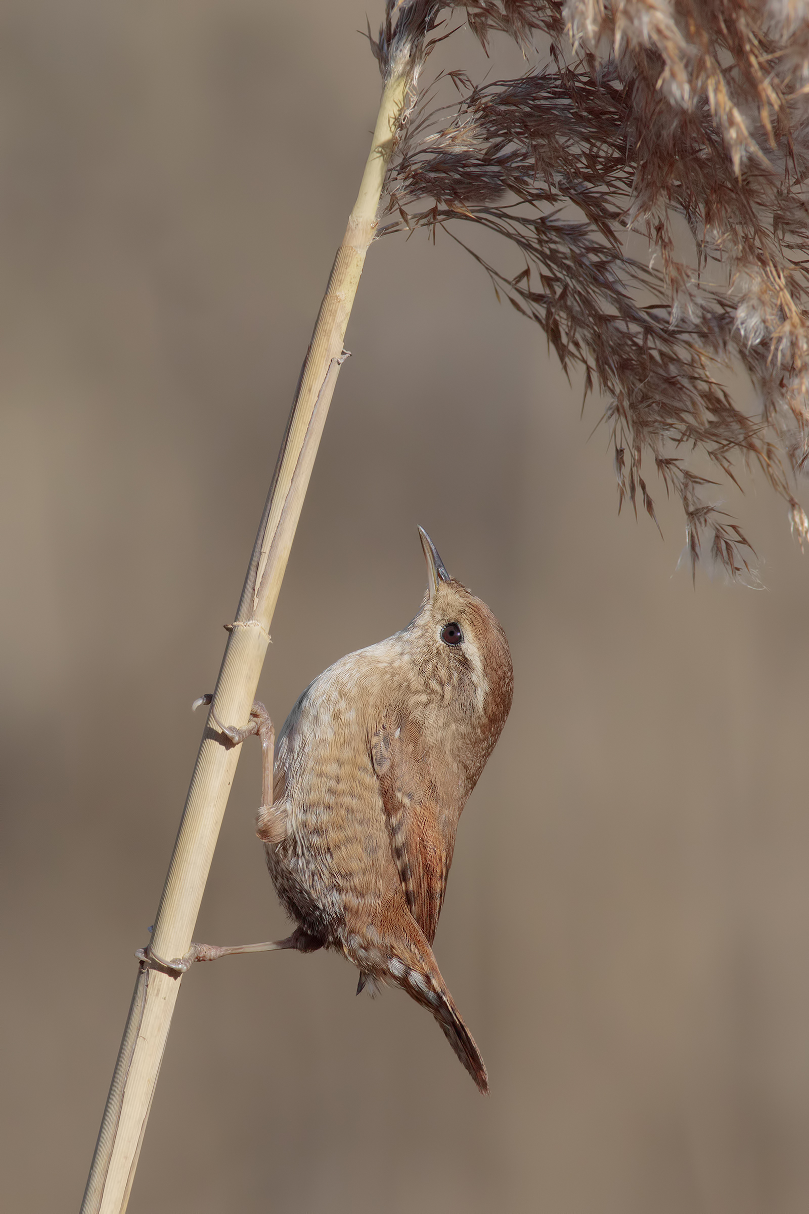 scricciolo arrampicatore....