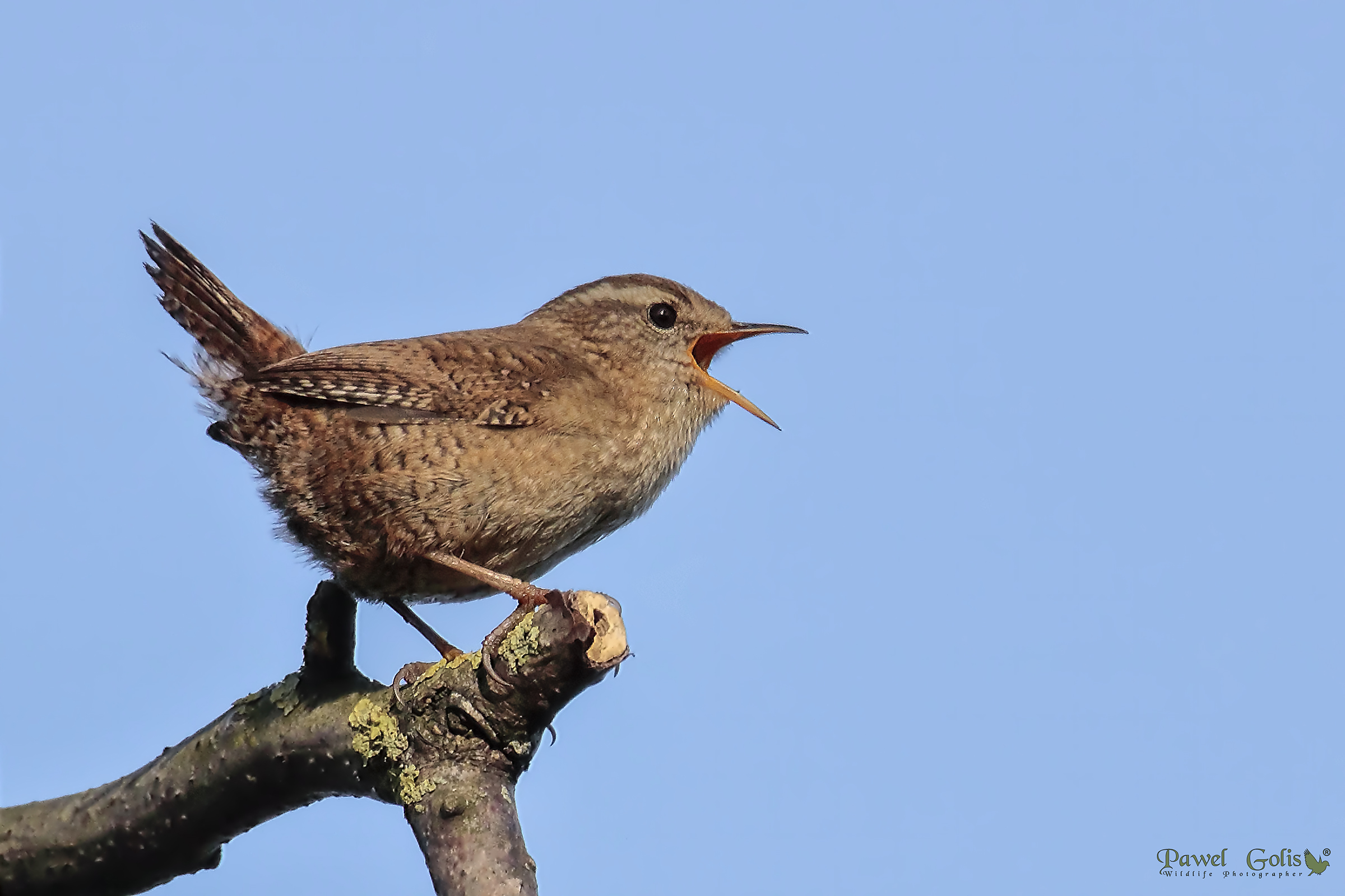 Wren