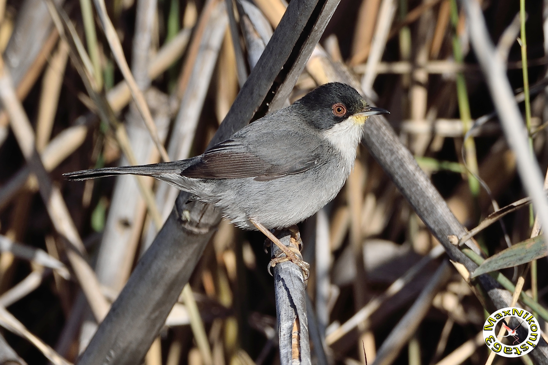 Occhiocotto ambientato