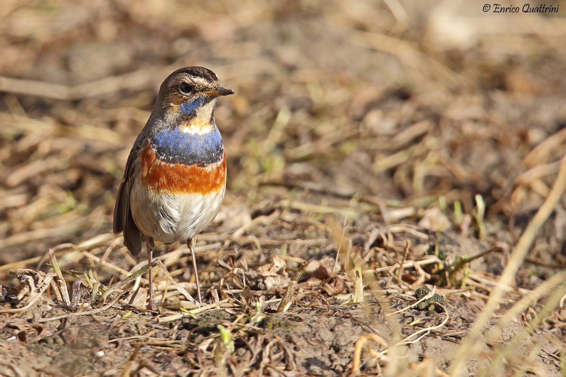 Bluethroat