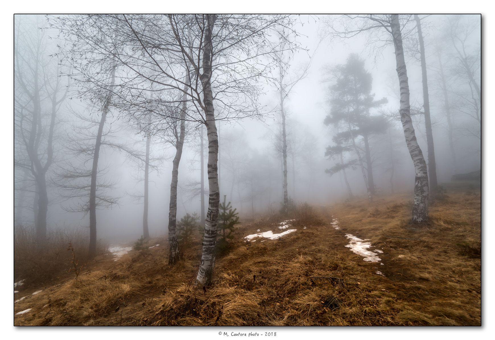 The forest is lost in the fog