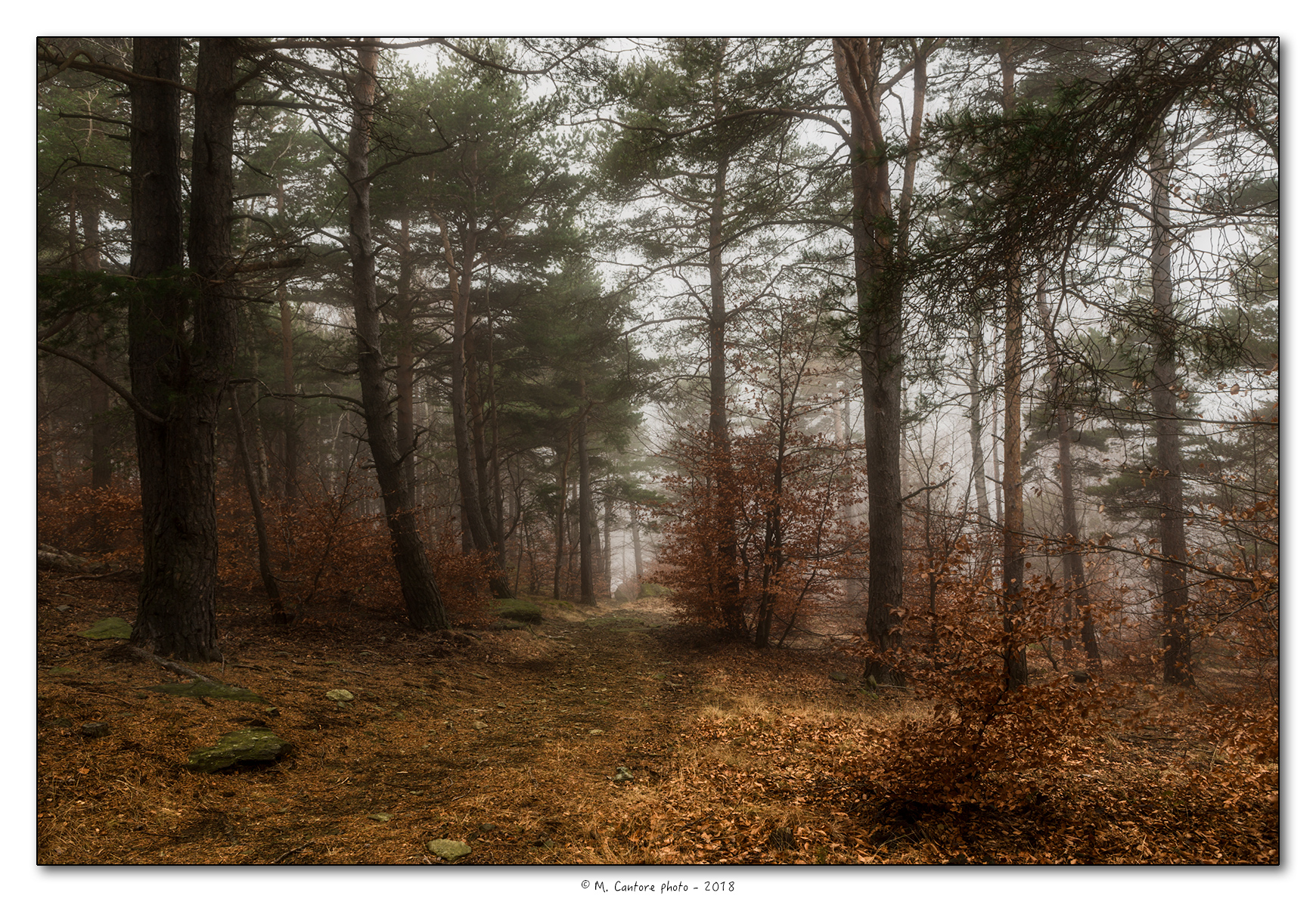Fairy tale atmosphere in the woods