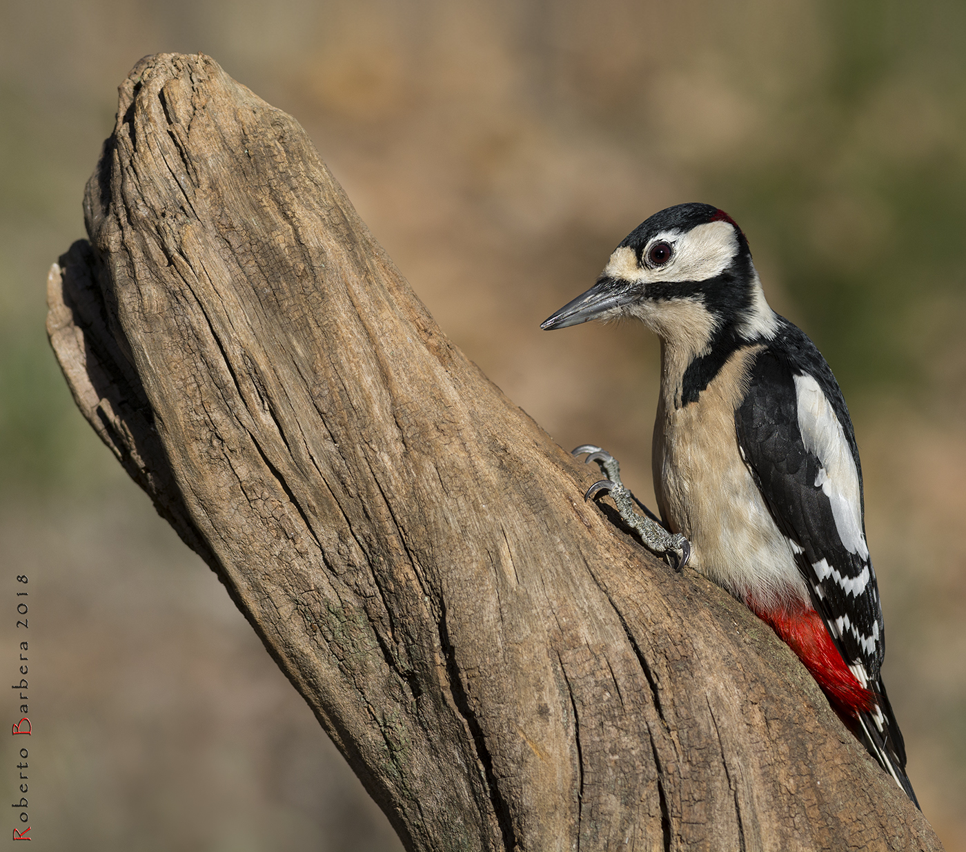 Picchio rosso maggiore