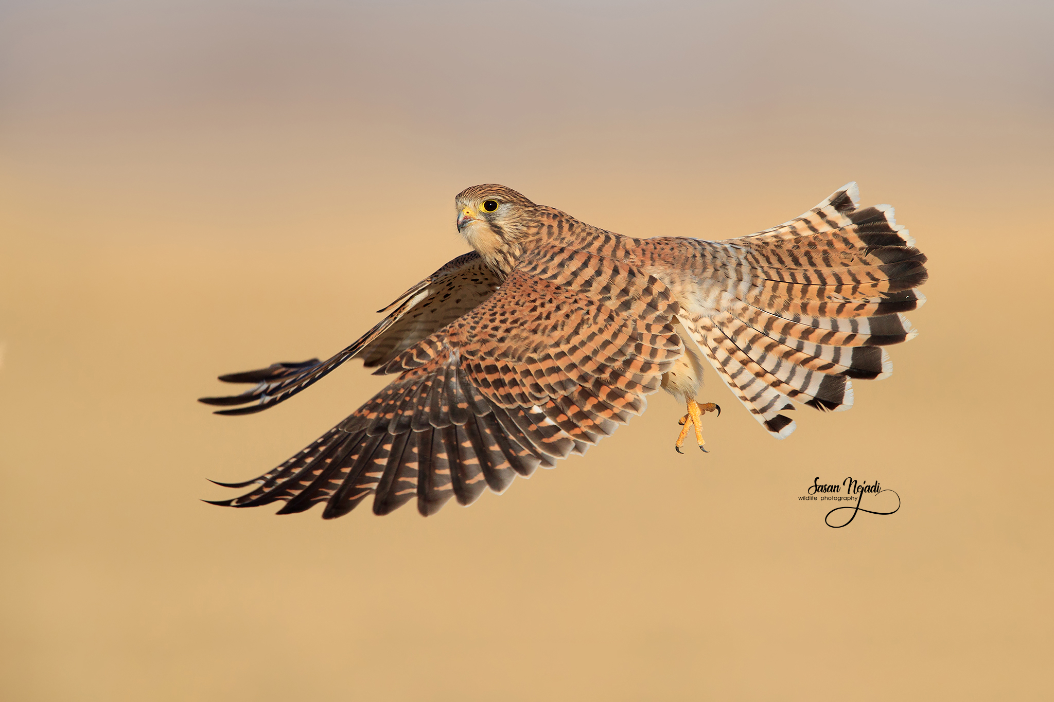 kestrel
