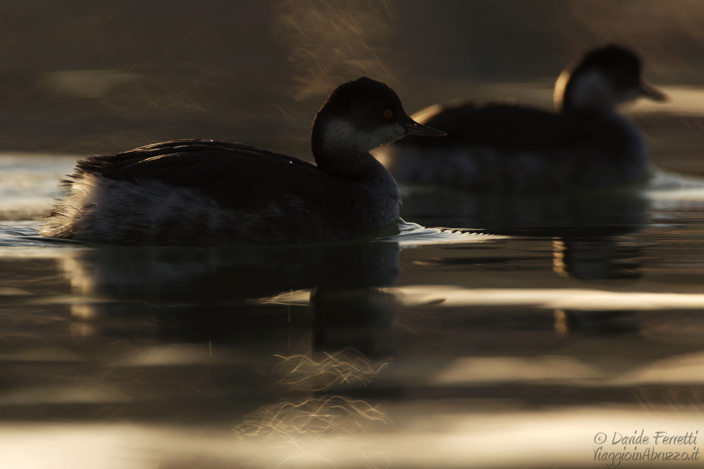 Small grebes at sunset