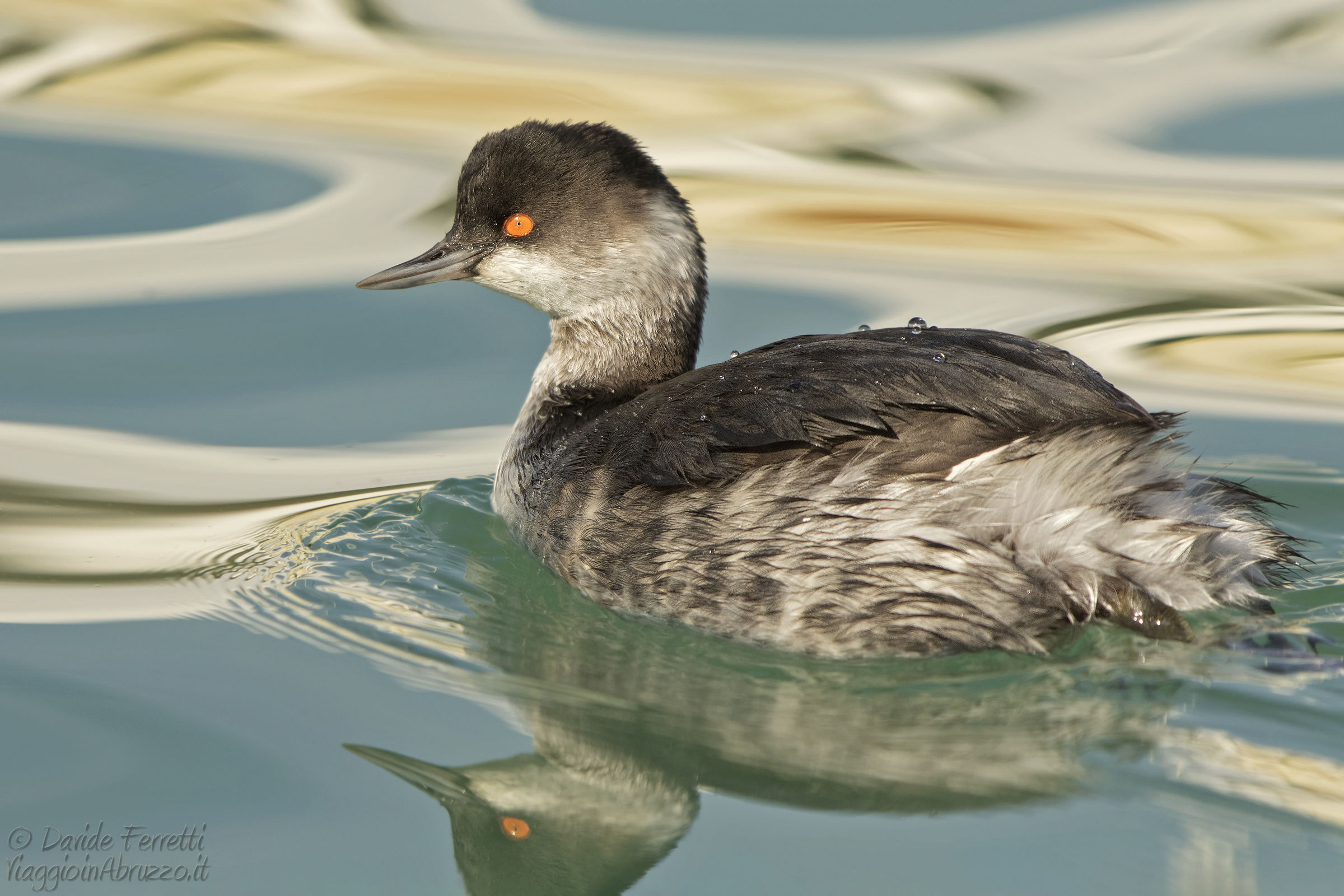Small grebe