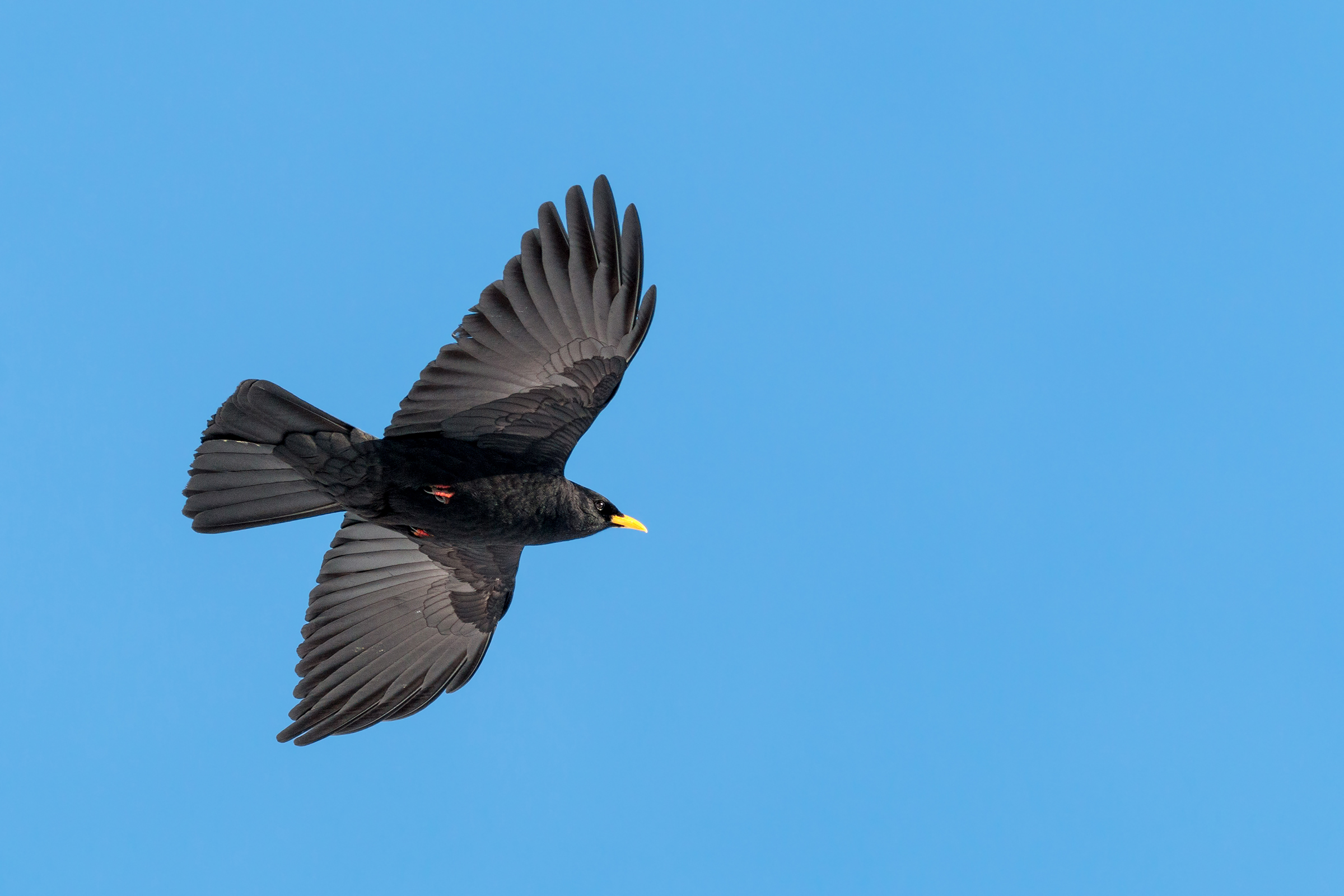 Gracchio alpino in volo