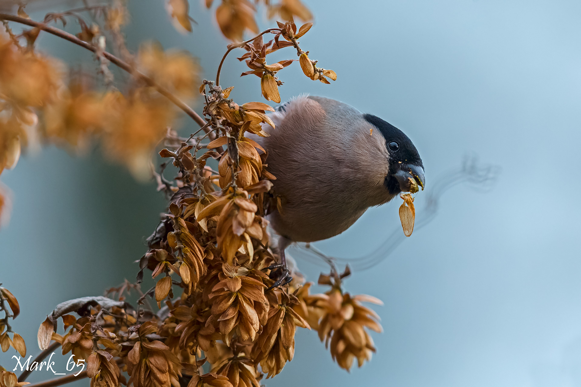bullfinch