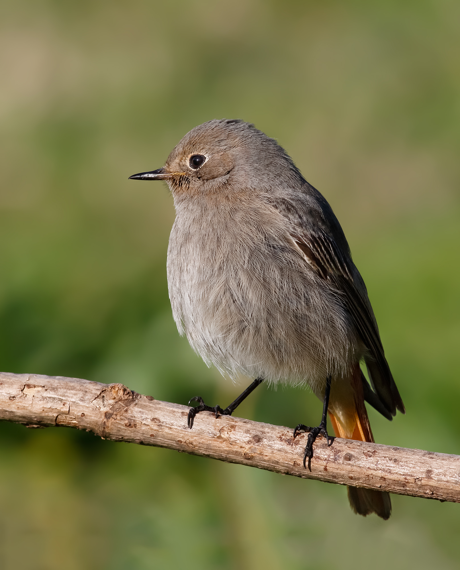 Codirosso spazzacamino