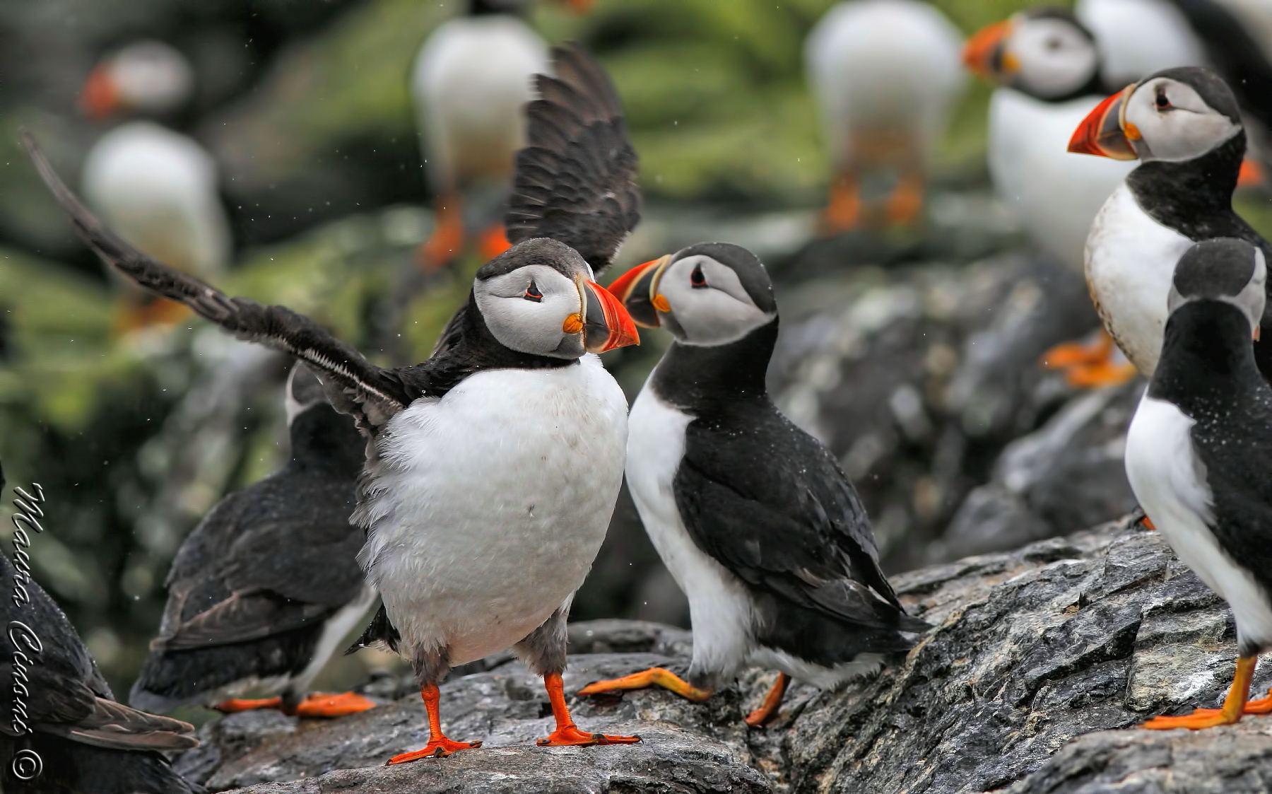 Puffins