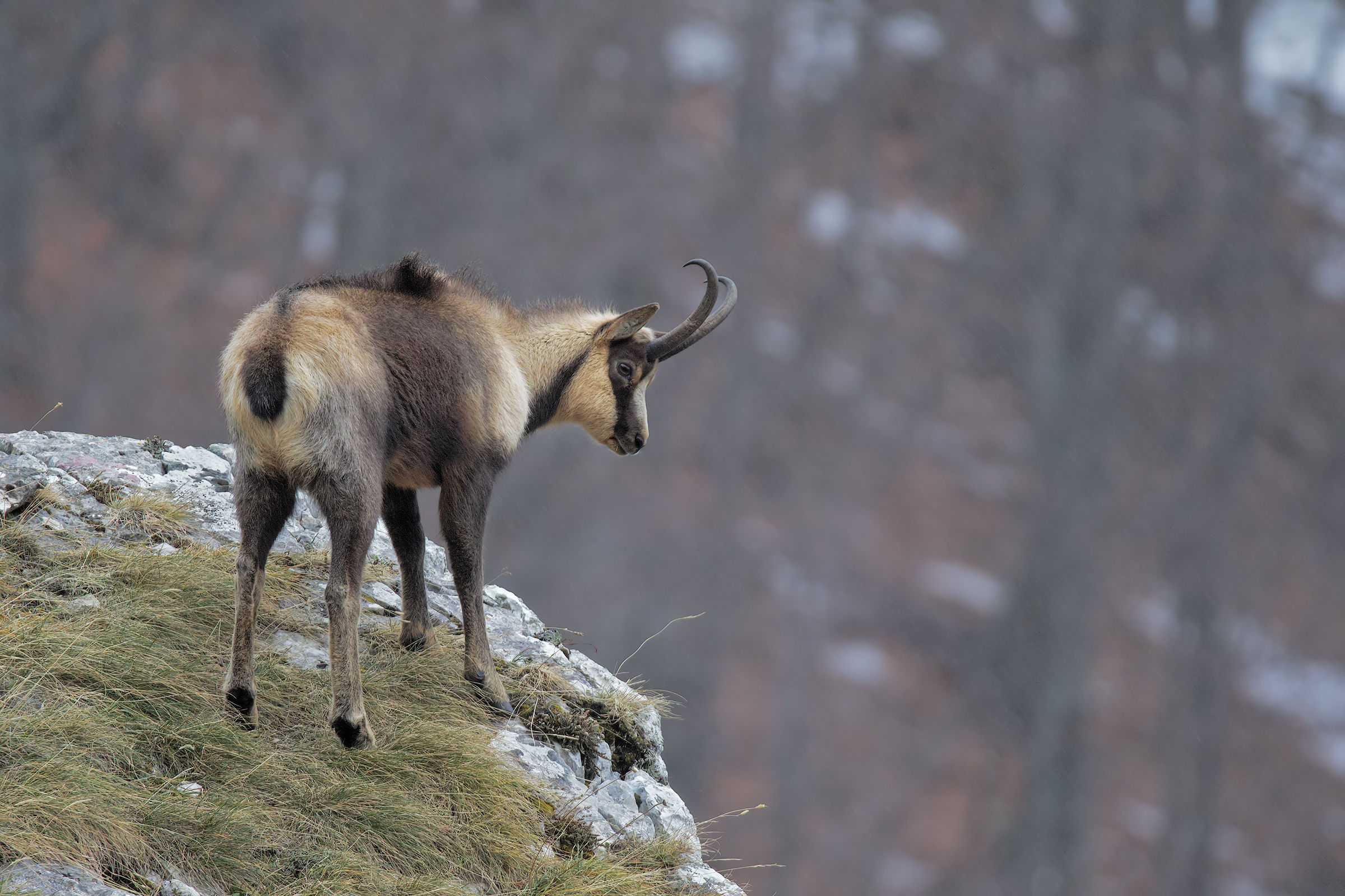 Apennine chamois in sleet