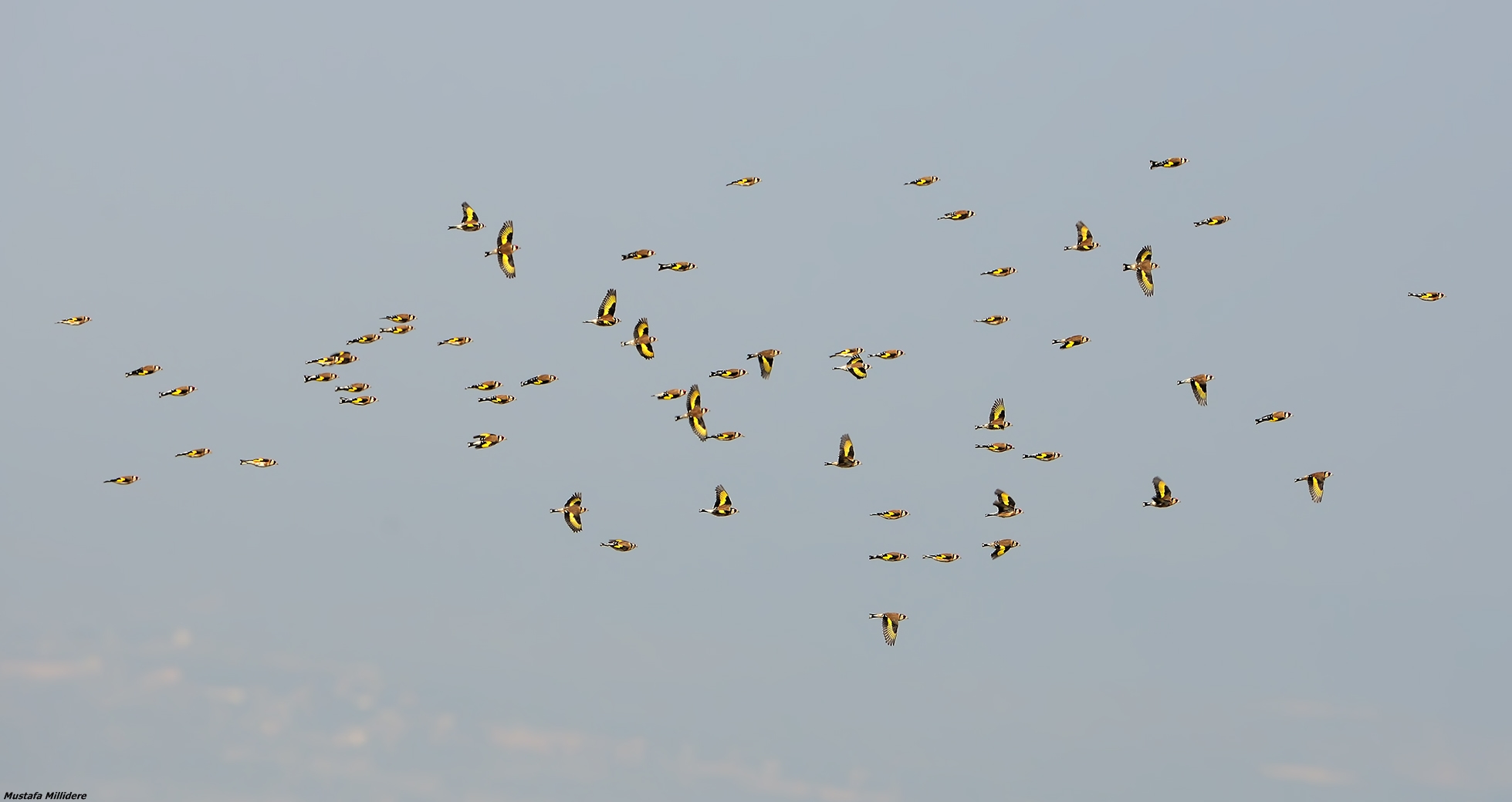 Cardellini europei ...