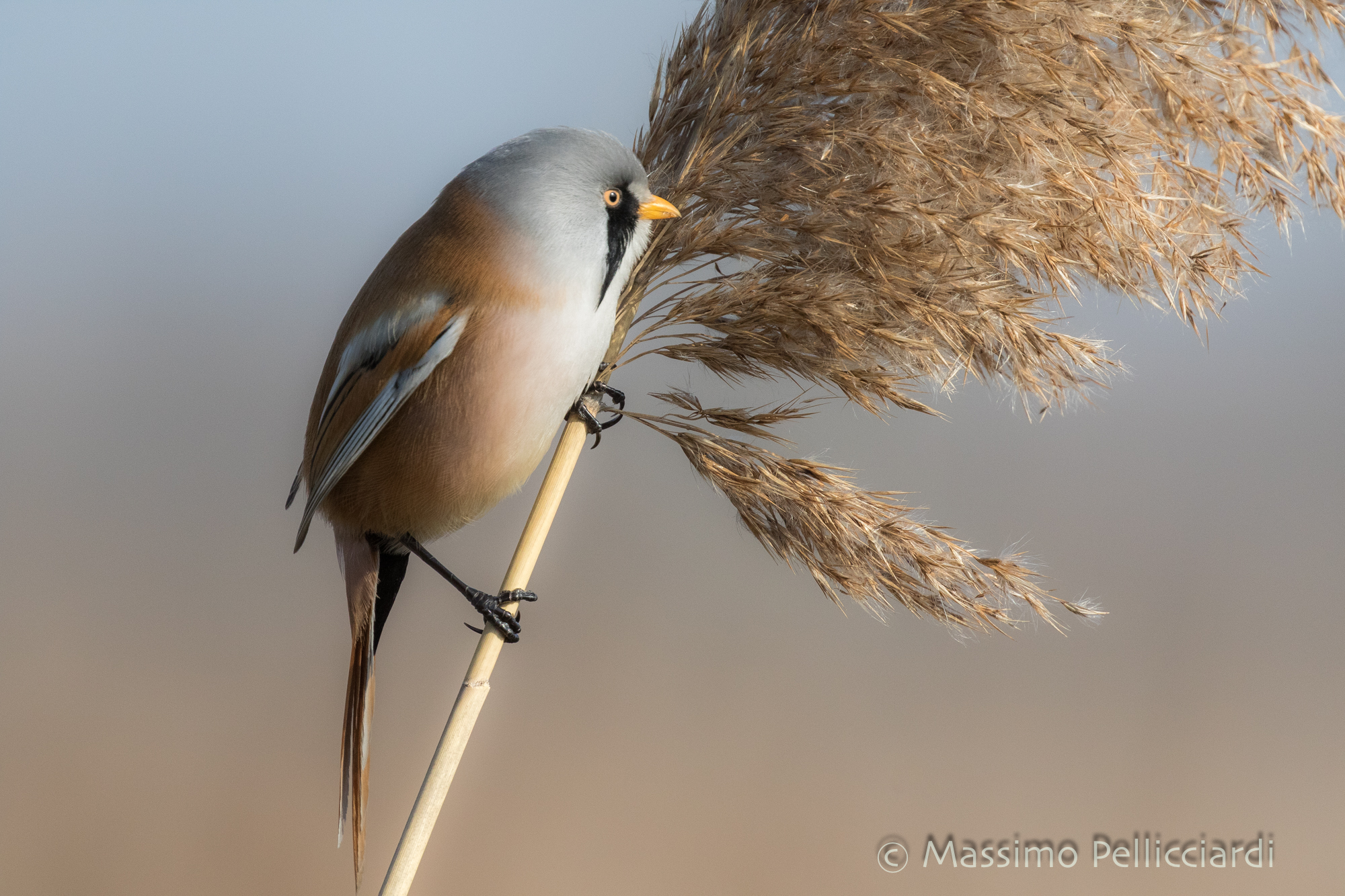 Basettino maschio in vedetta