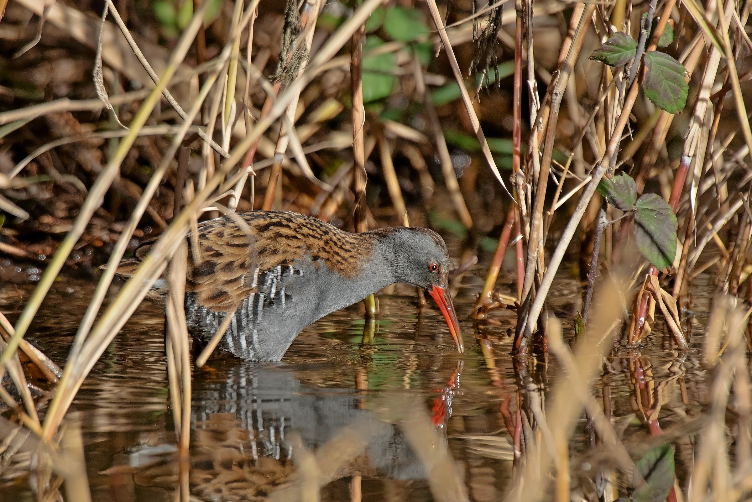 Porciglione in caccia