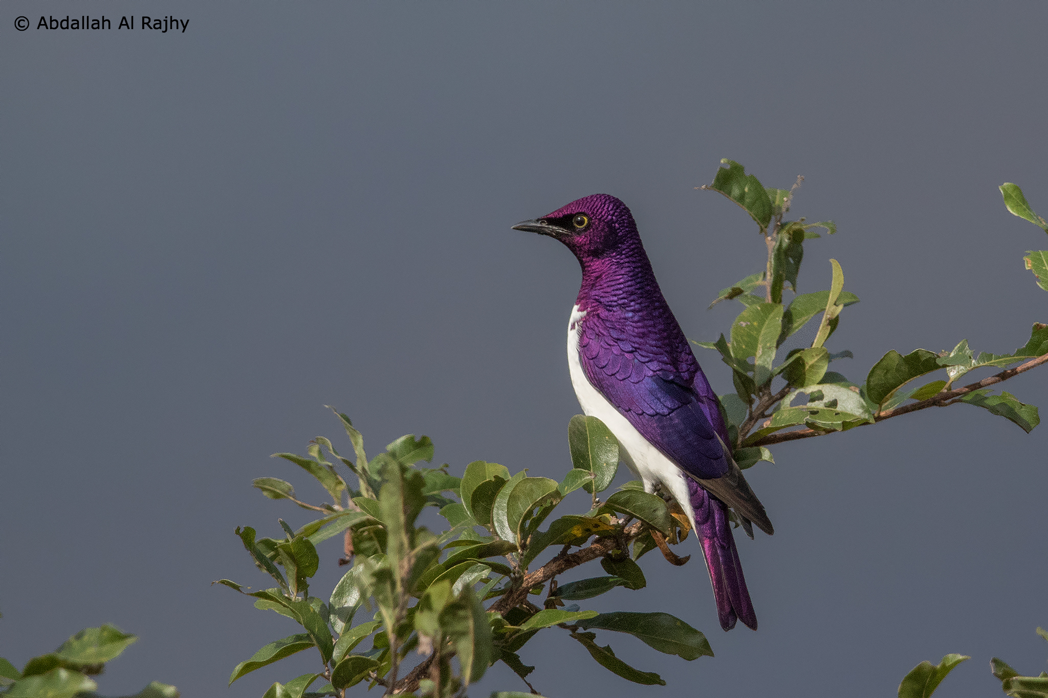 Violet-backed Starling