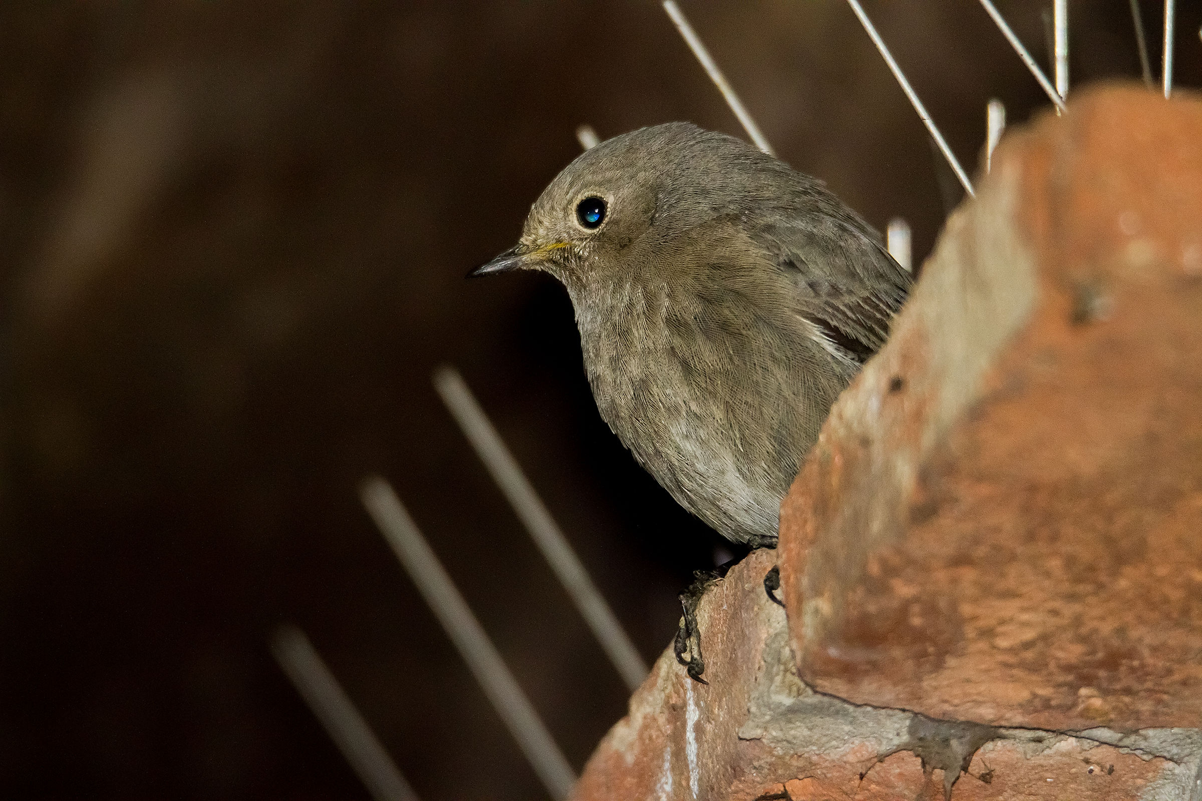 Di che uccello si tratta?