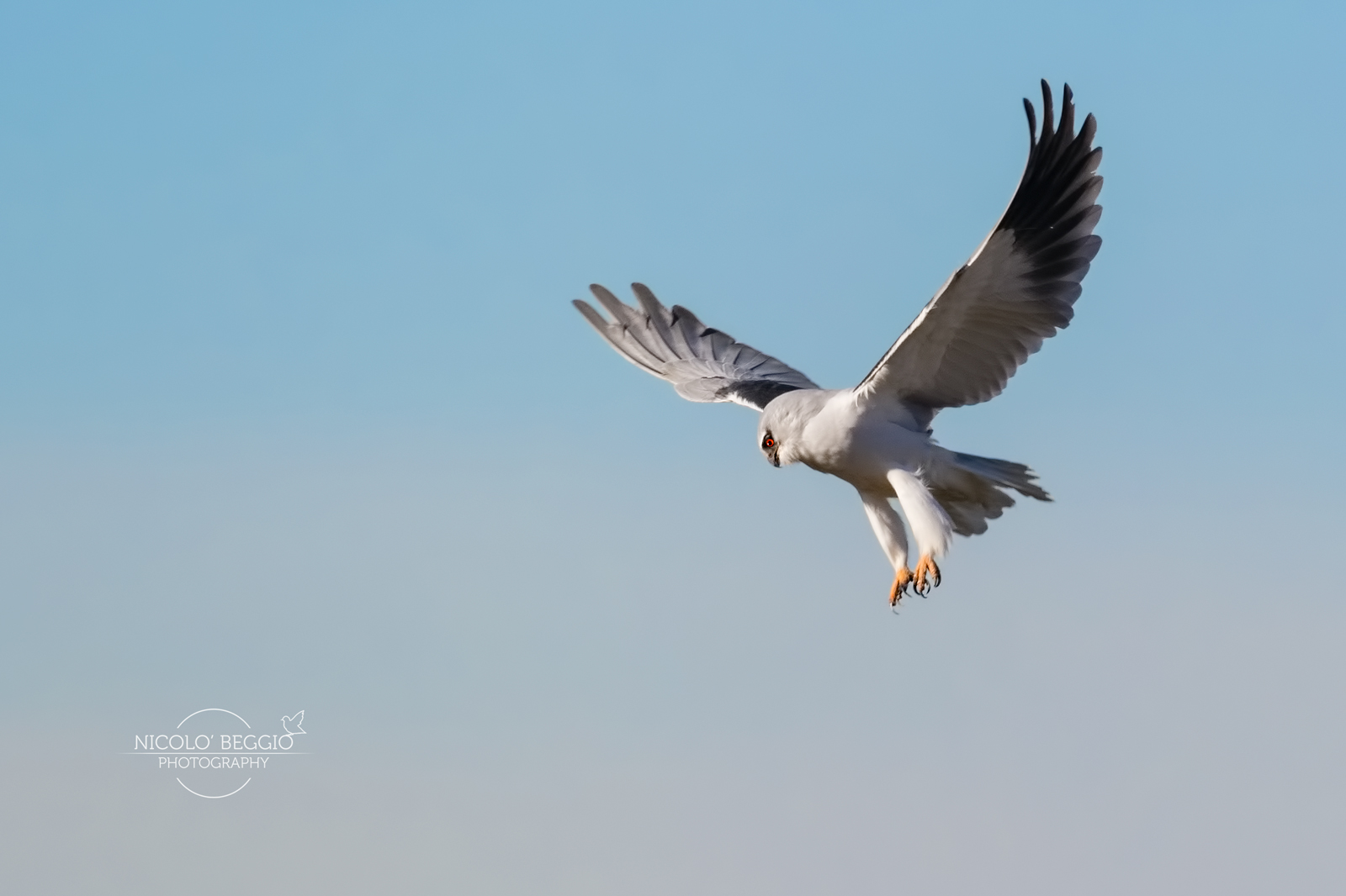 Italian White Nibbio!
